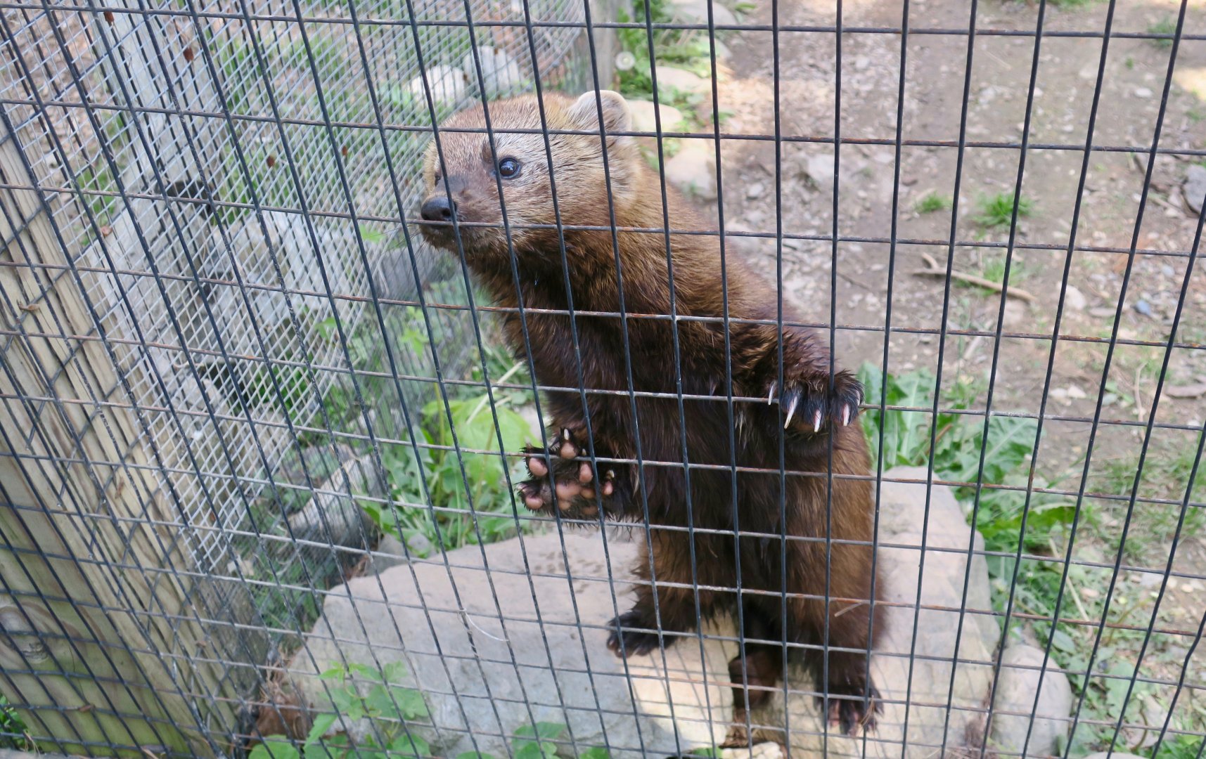Fisher (Pekania pennanti)
