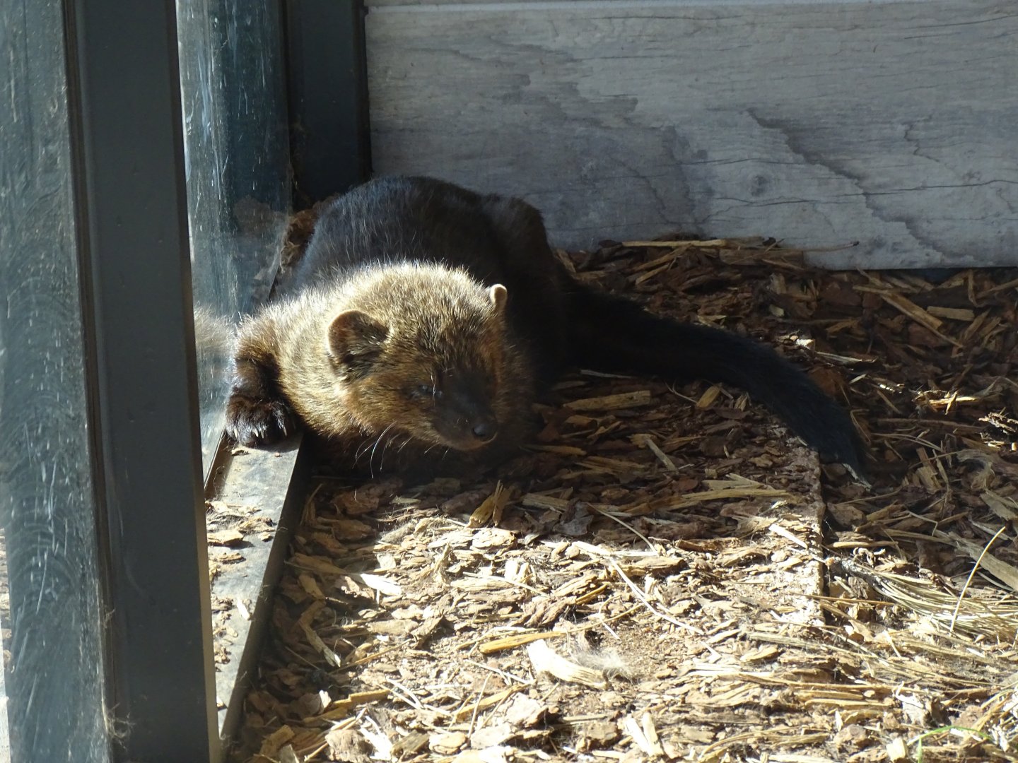 Fisher (Pekania pennanti)