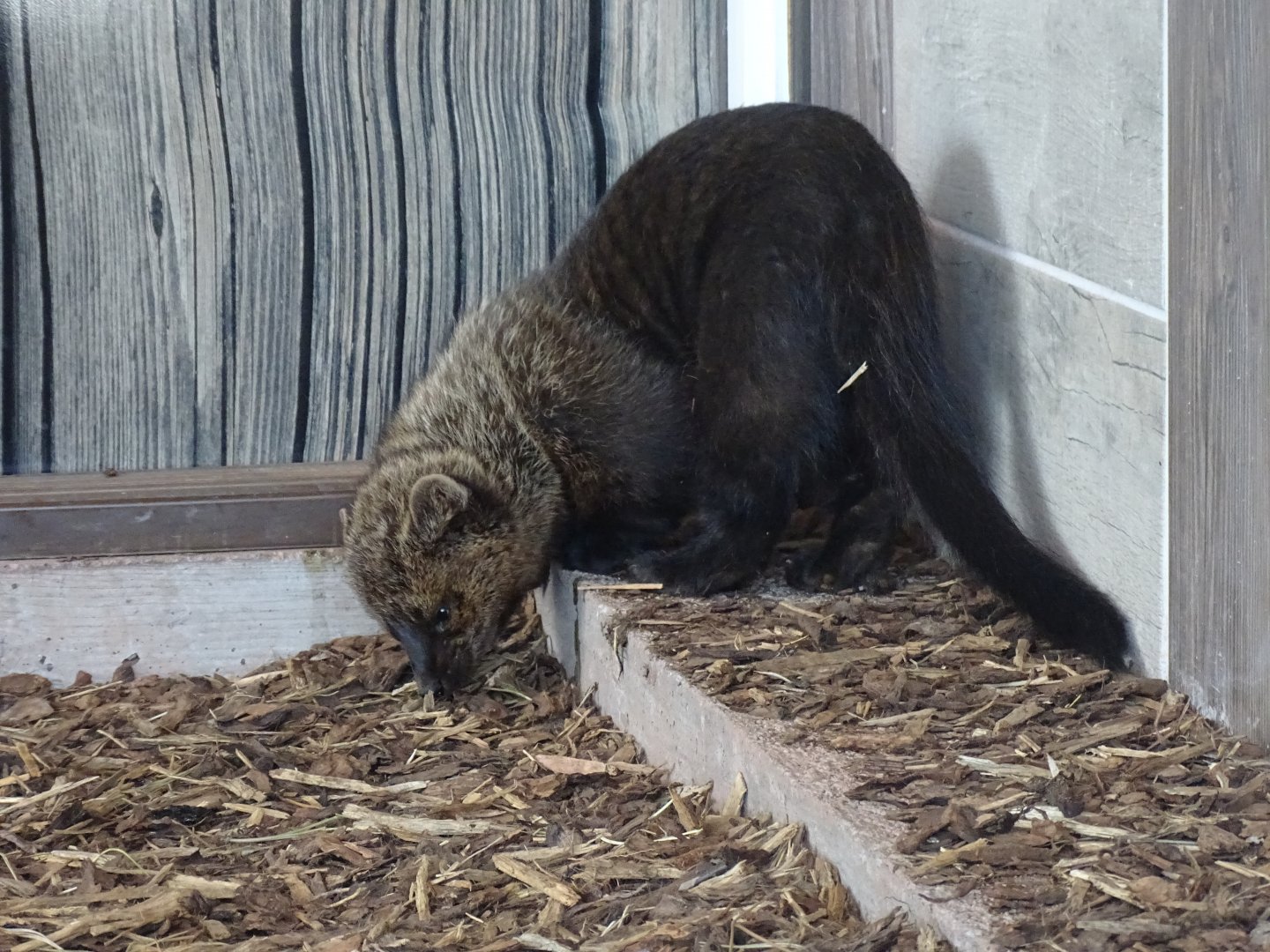 Fisher (Pekania pennanti)