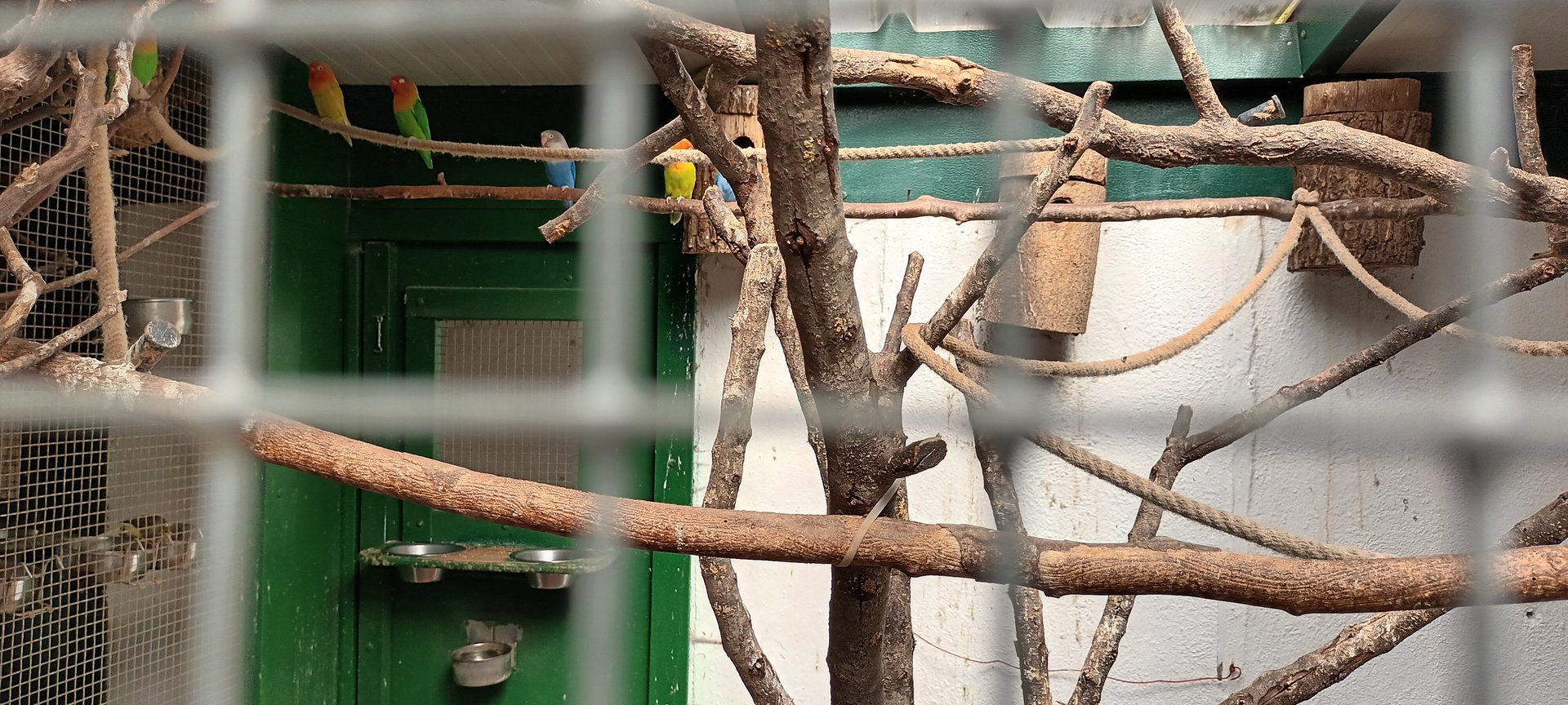 Fishers Lovebird Breedingform, Masked Lovebird Breedingform and Fishers Lovebird Aviary