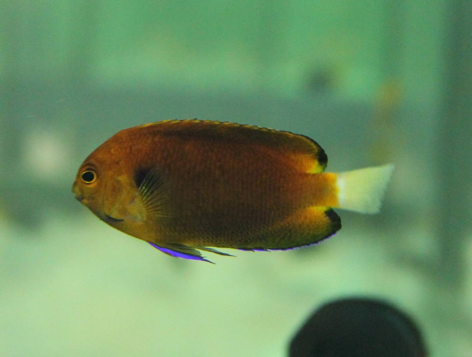 Fisher's Pygmy Angelfish (Centropyge fisheri)