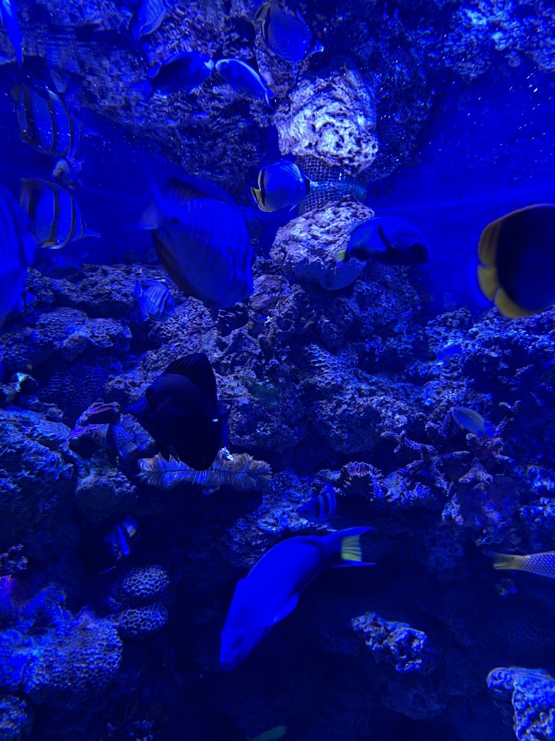 fishes from aquarium 1 - BX Sea