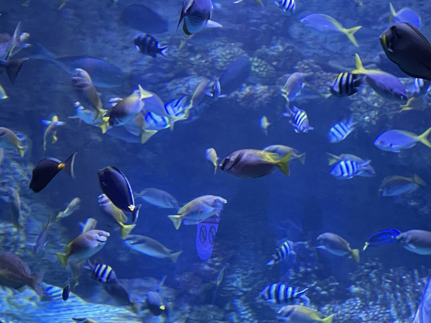 fishes from raja ampat exhibit (1) - BX Sea