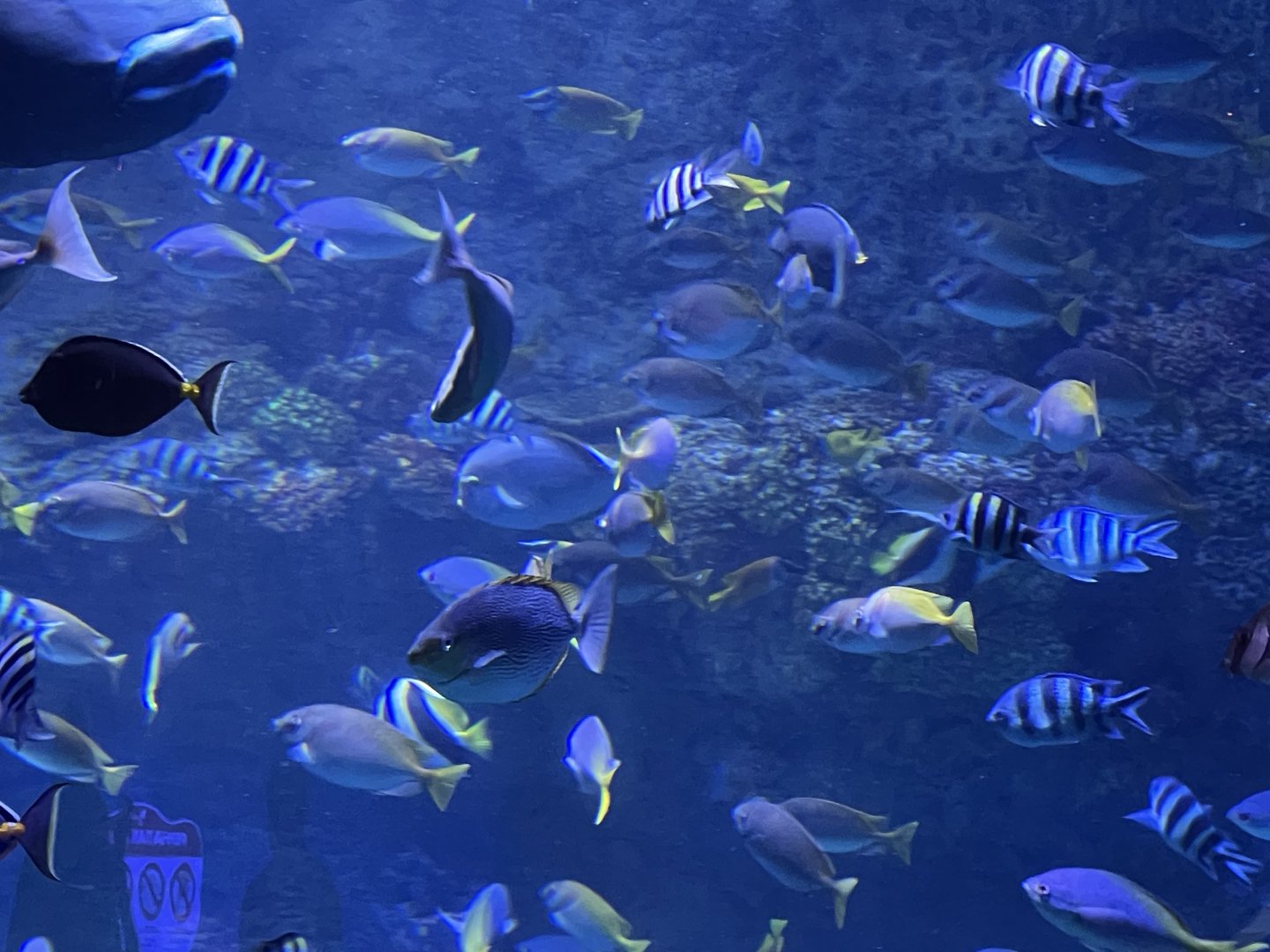 fishes from raja ampat exhibit (2) - BX Sea