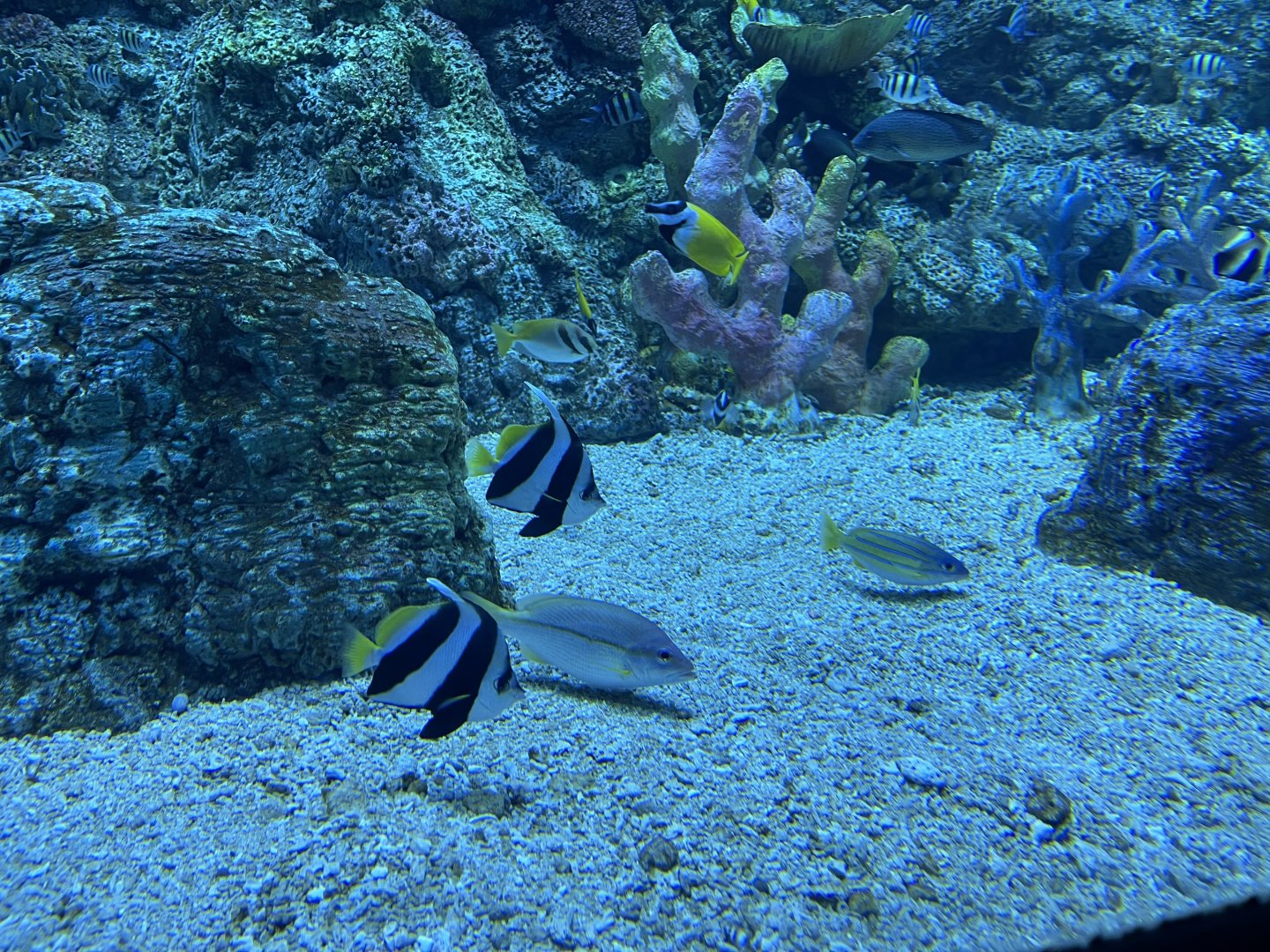 fishes from raja ampat exhibit (3) - BX Sea