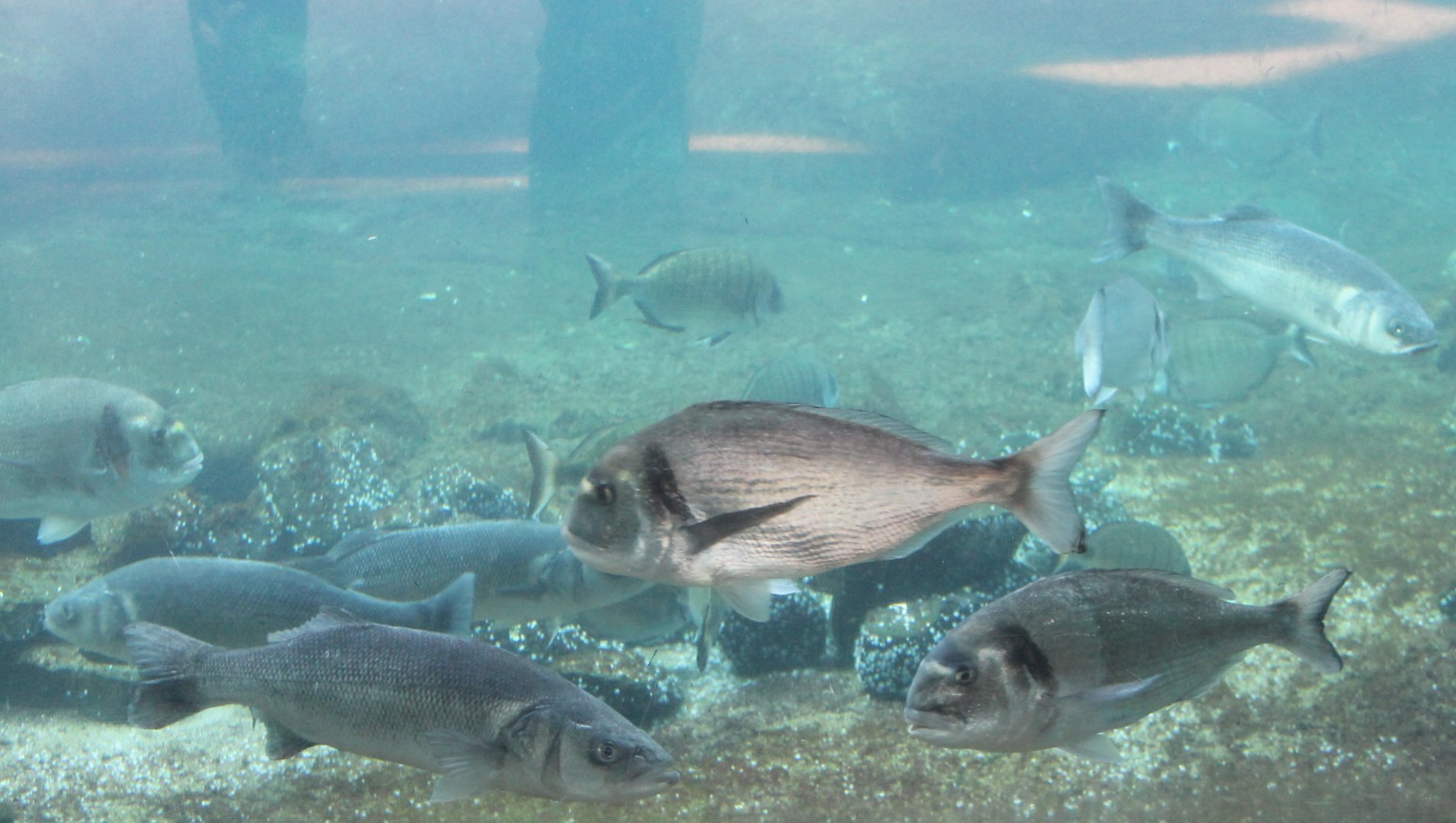 Fishes in Sea-bird-enclosure