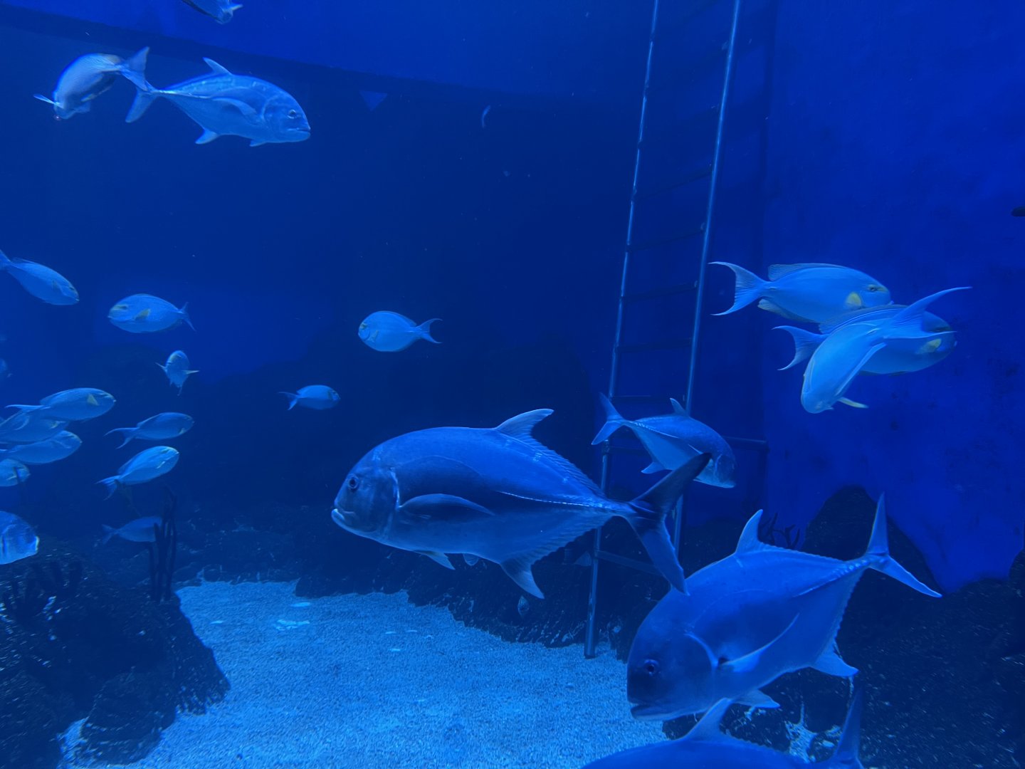 fishes in southern sea tank
