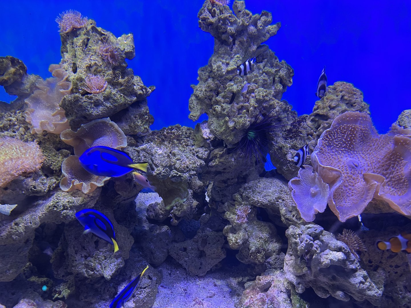 fishes in the soft coral tank (1)