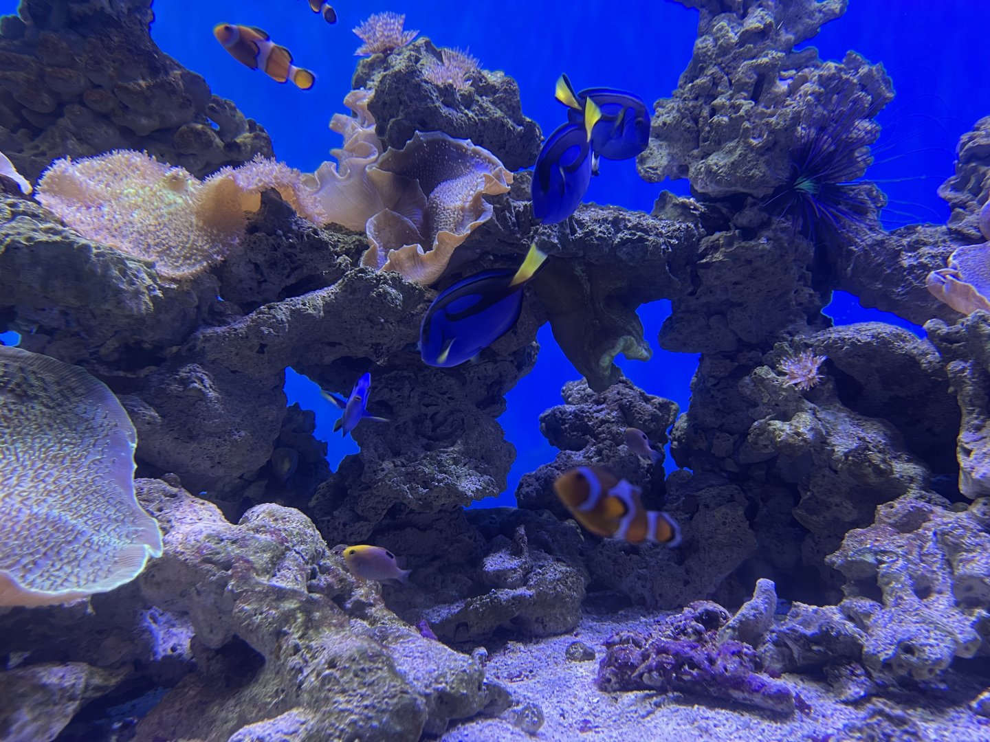 fishes in the soft coral tank (2)