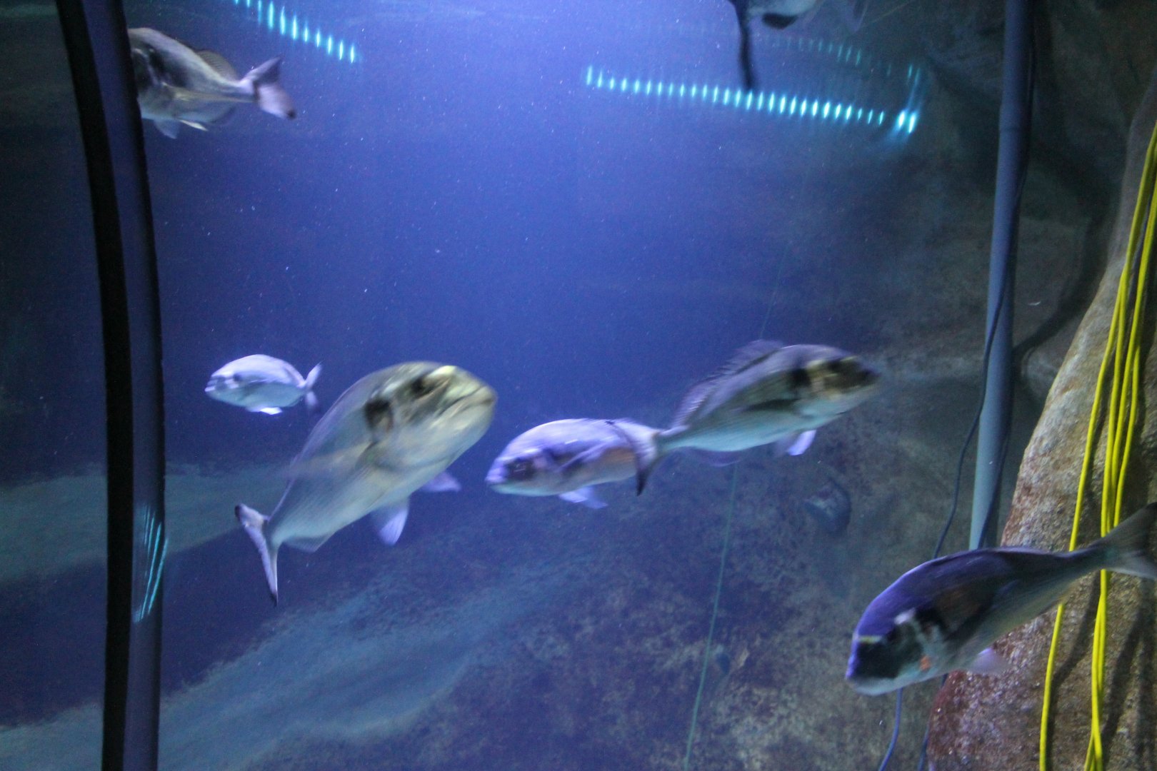 Fishes in the Tunnel-bassin