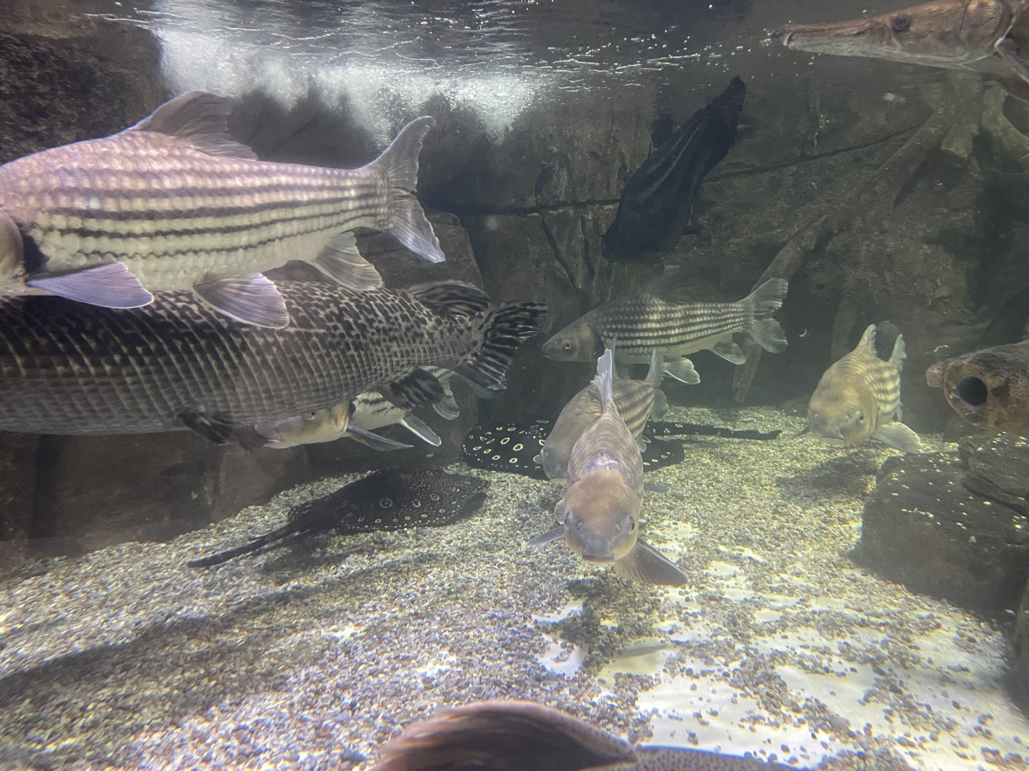 fishes in waterfall basin tank
