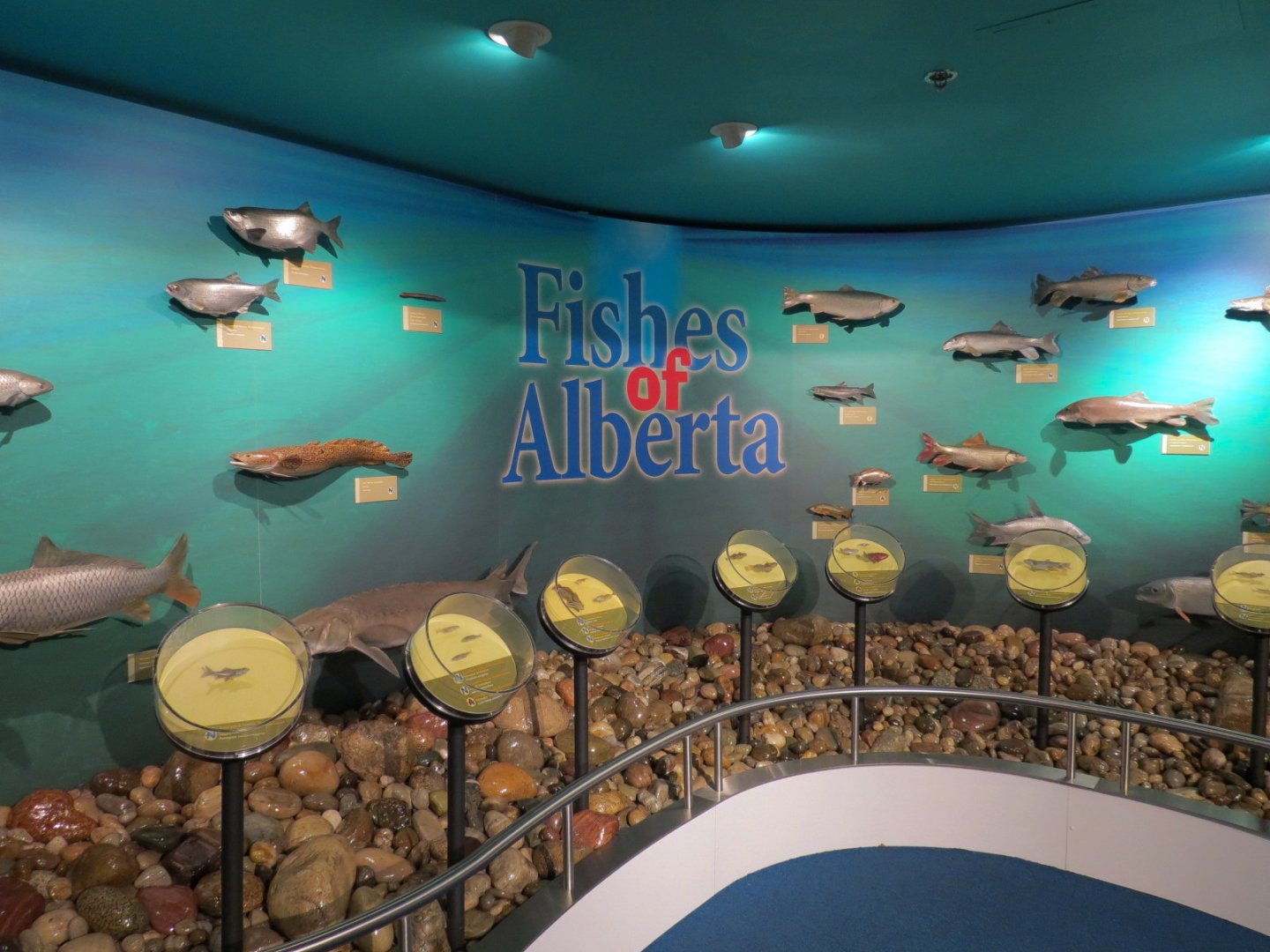 Fishes of Alberta Display