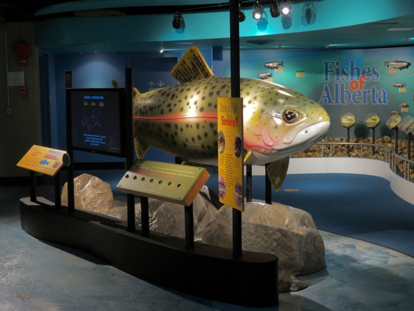 Fishes of Alberta Display