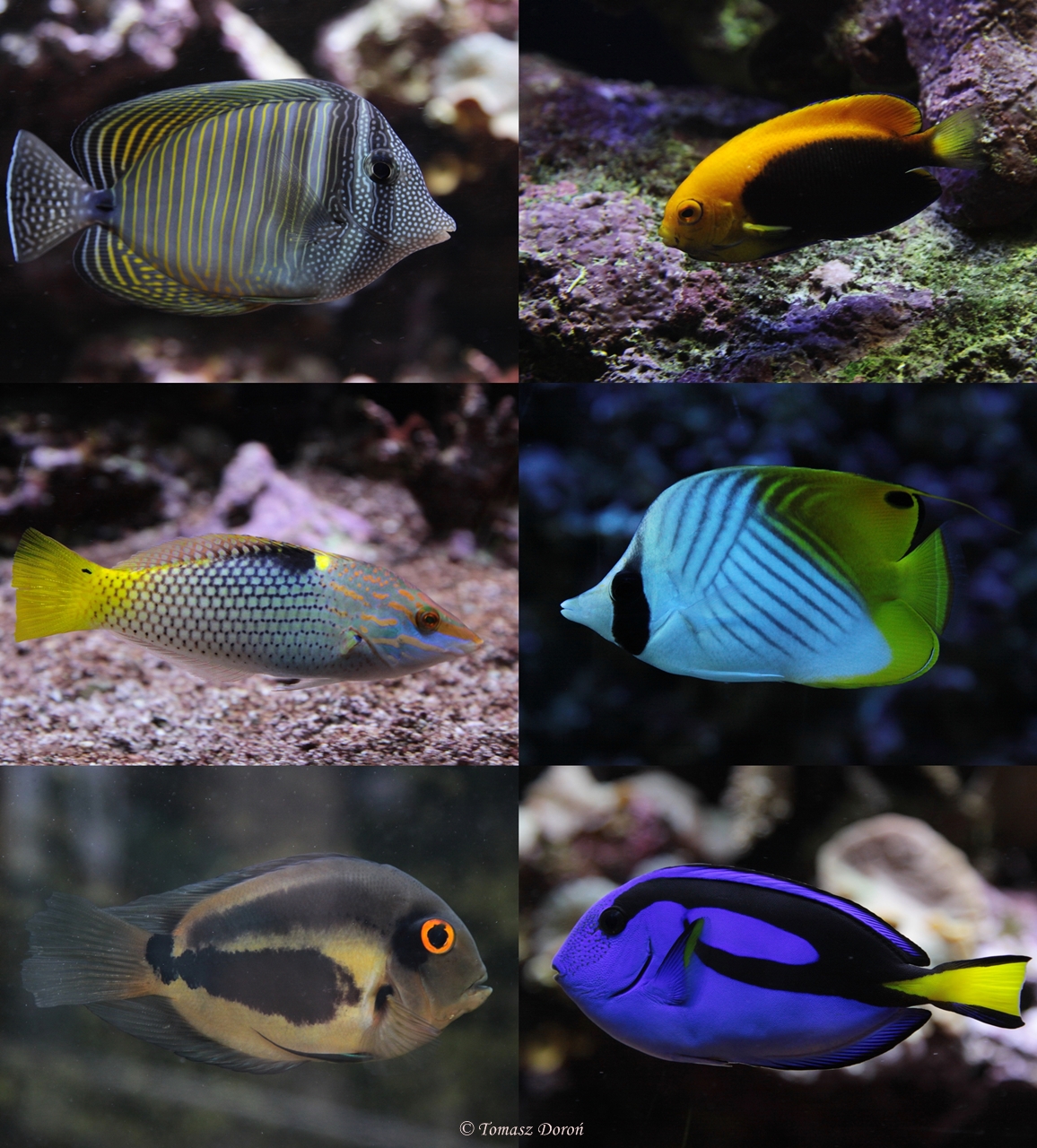 Fishes of the Aquarium-Pavilion in Silesian Zoological Garden