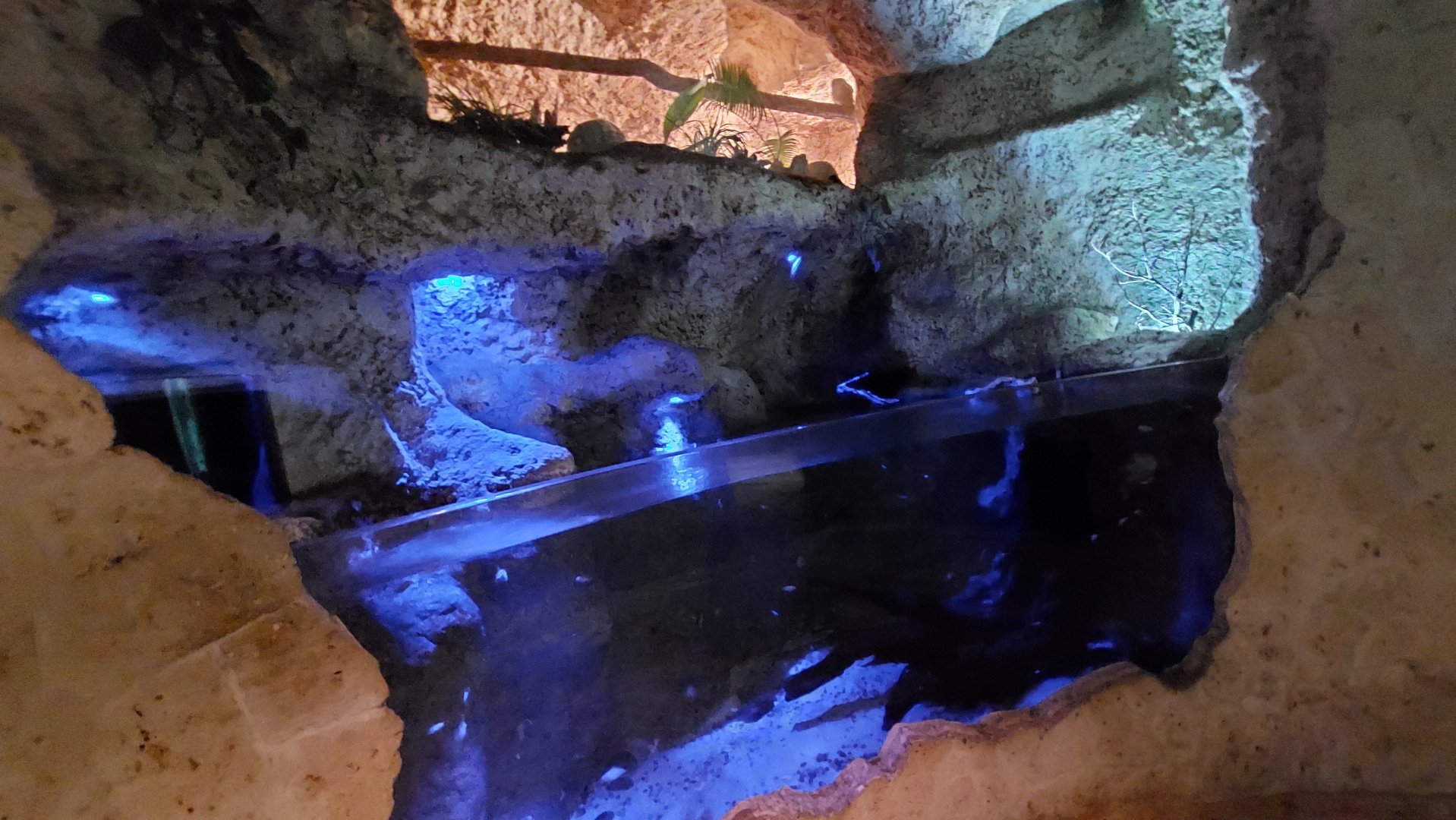 Fishes of the Cenote and Eastern Screech Owl exhibit