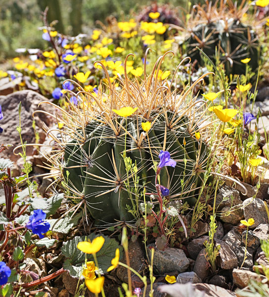 fishhook barrel cactus and flowers