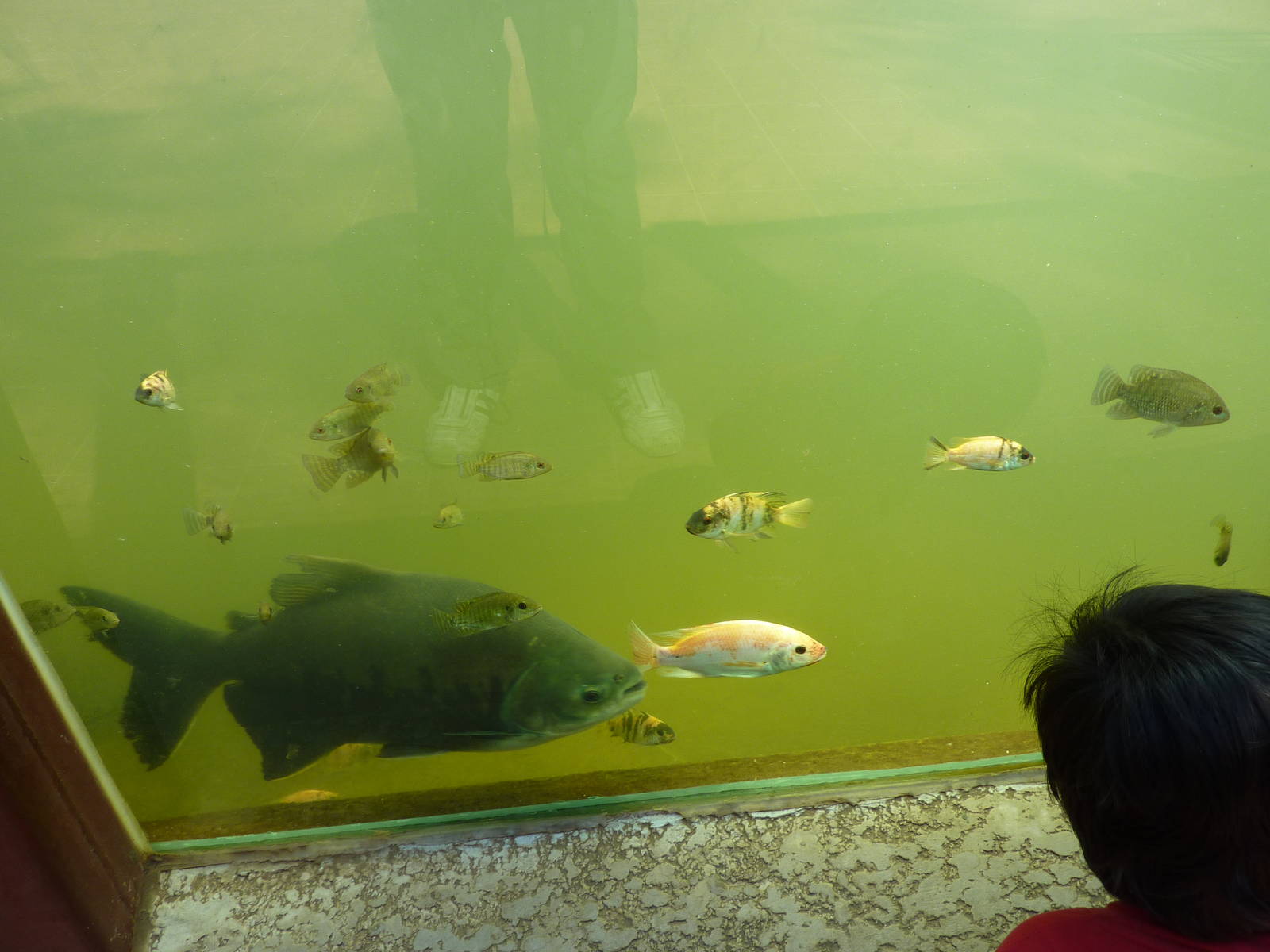 Fishies in the Aquaterrarium