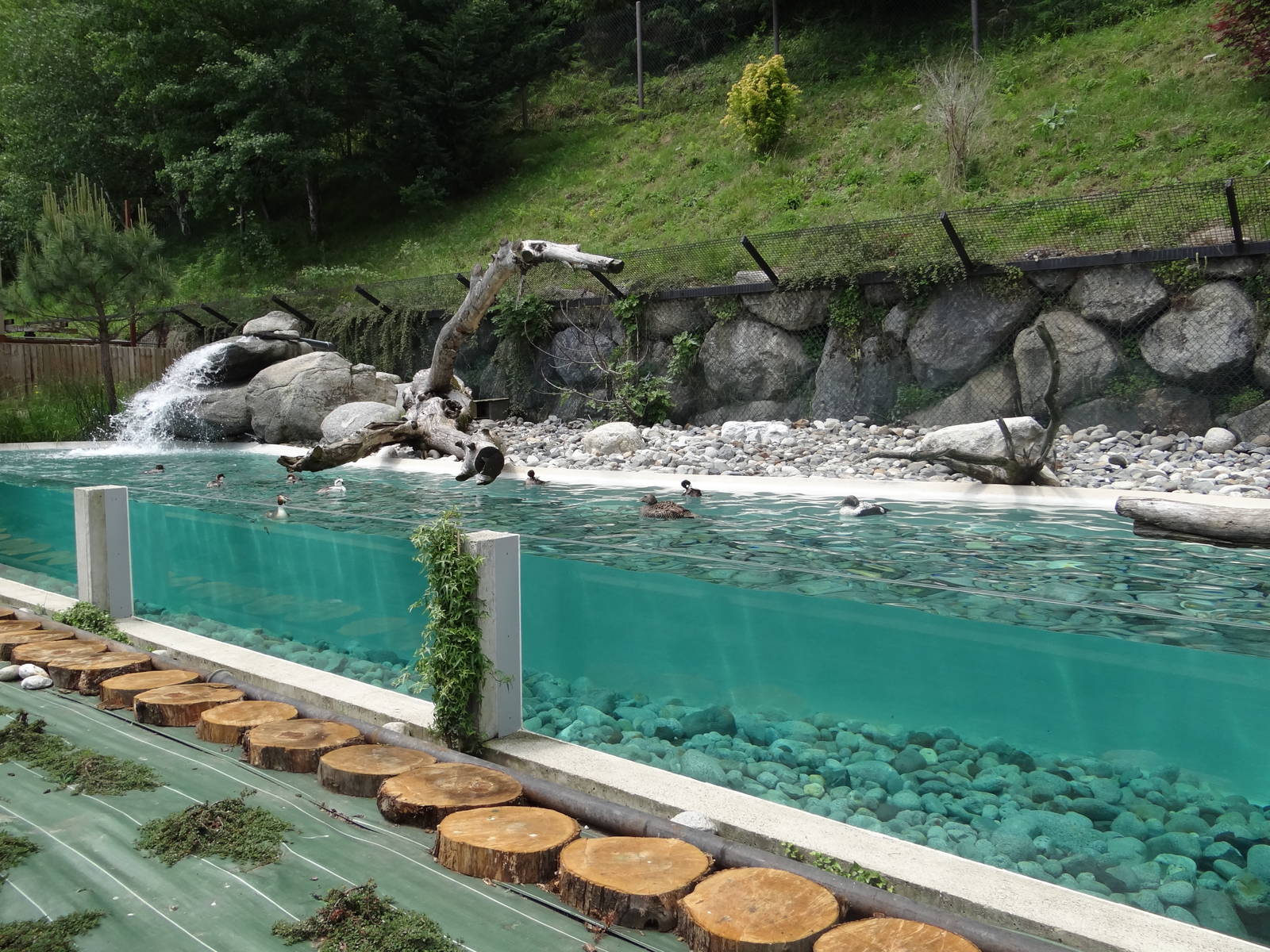 Fishing birds exhibit (4 species)