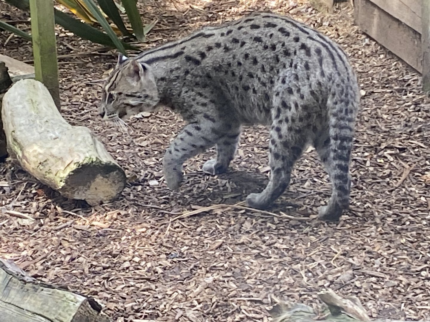 Fishing cat 060625