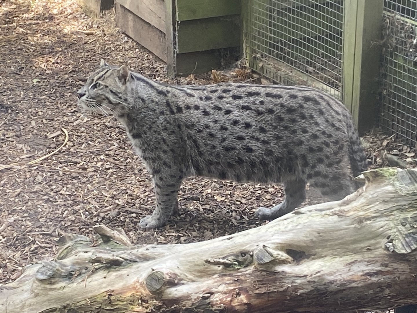 Fishing cat 060625