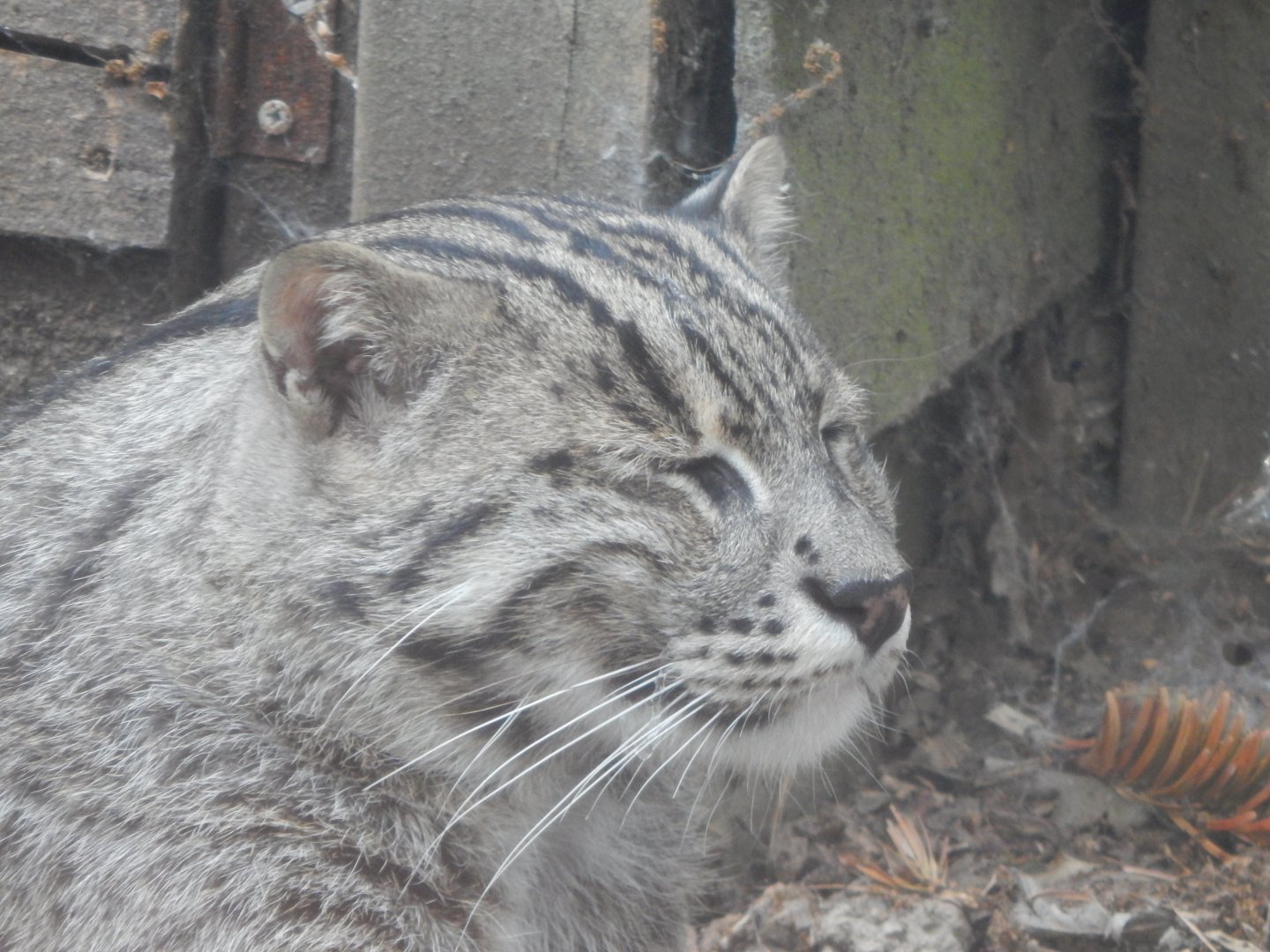 Fishing cat 060625
