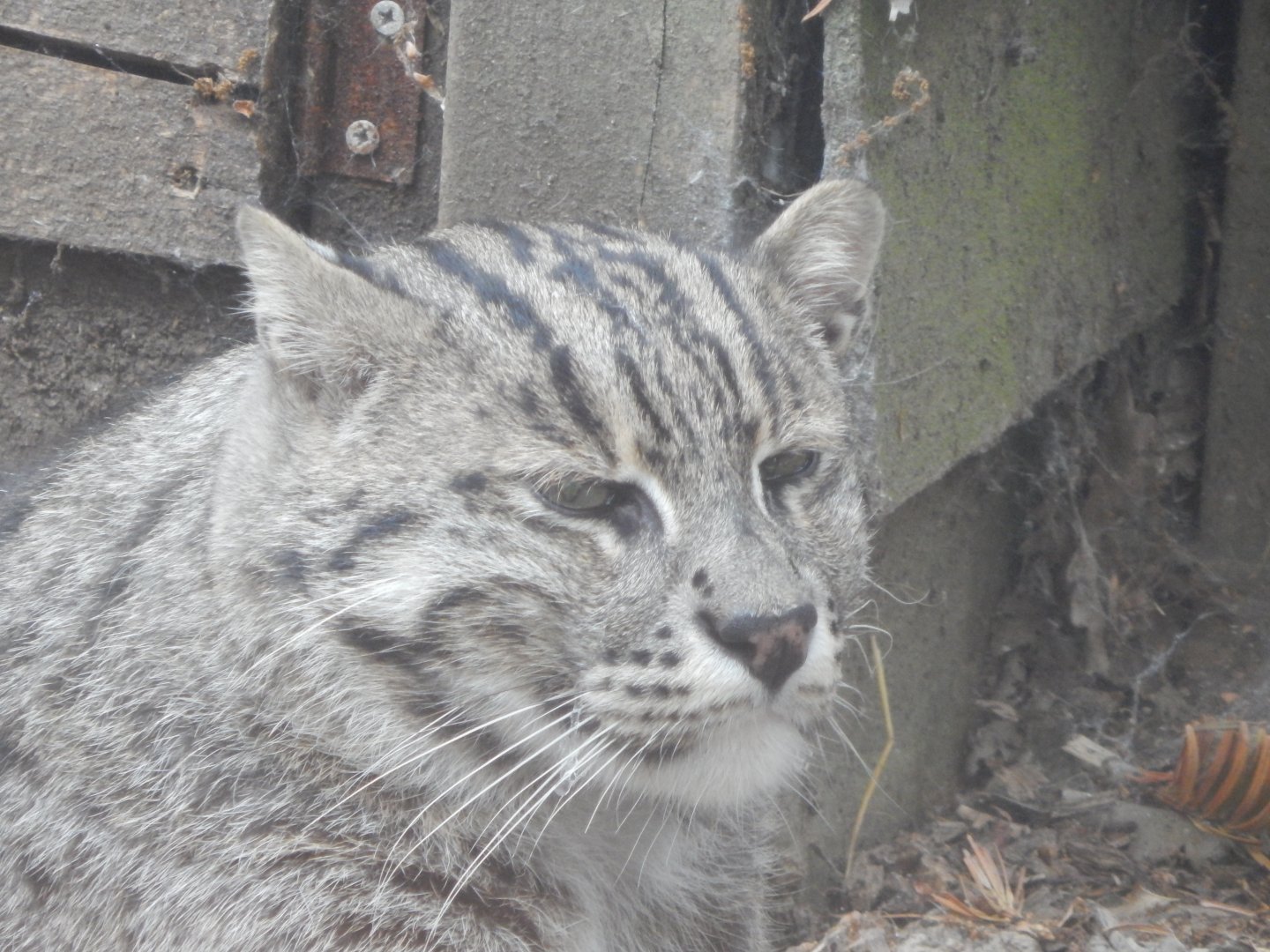 Fishing cat 060625