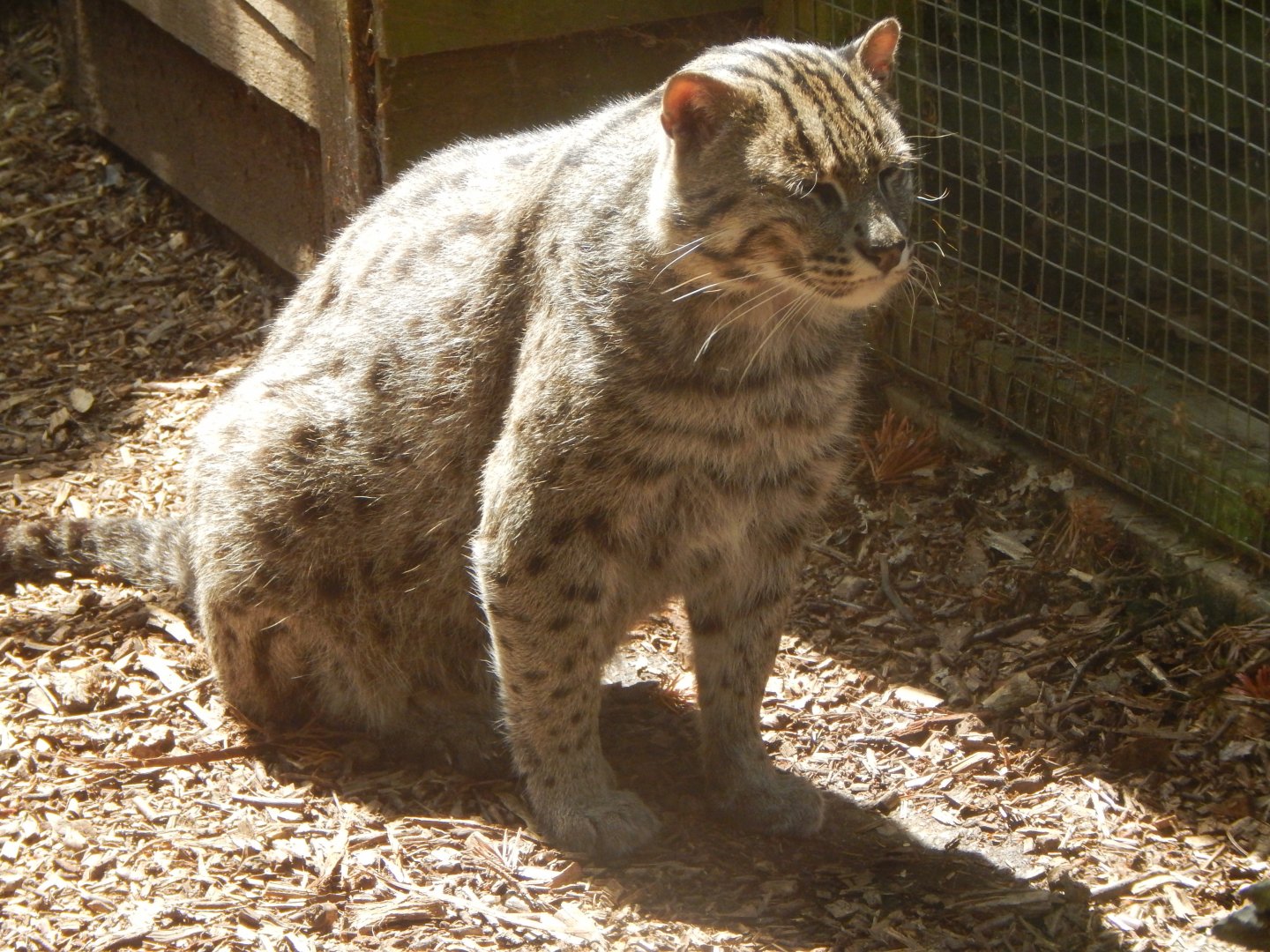 Fishing cat 060625