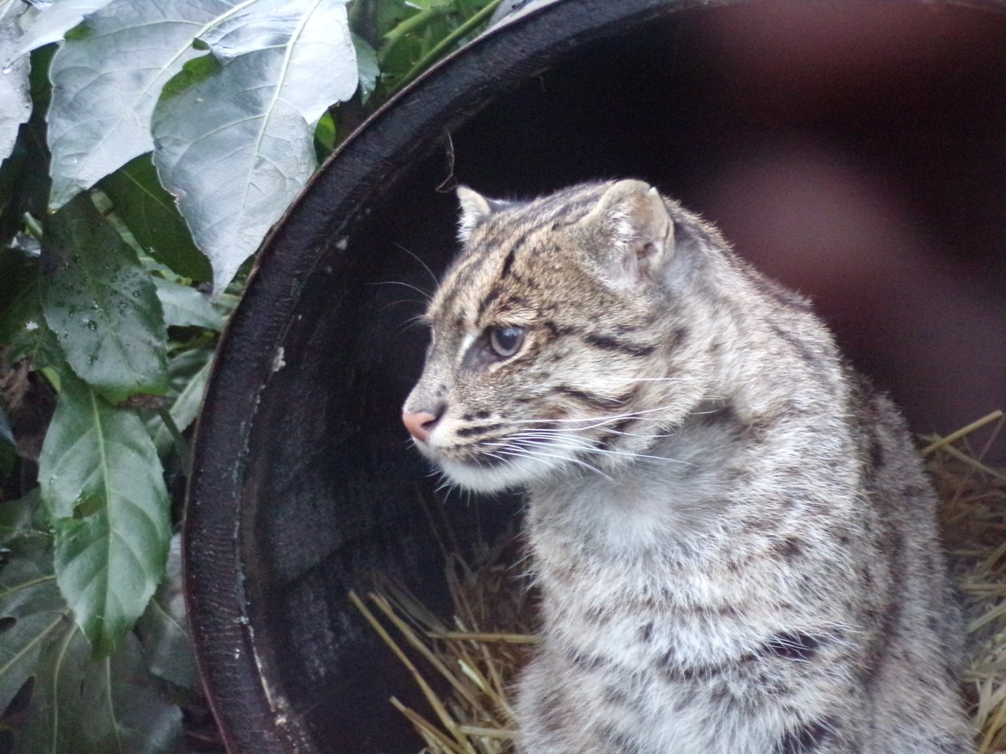 Fishing cat 1.1.23