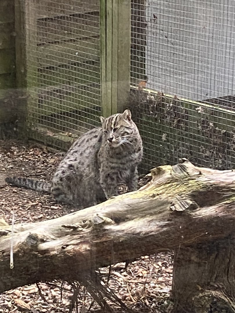 Fishing cat 101025