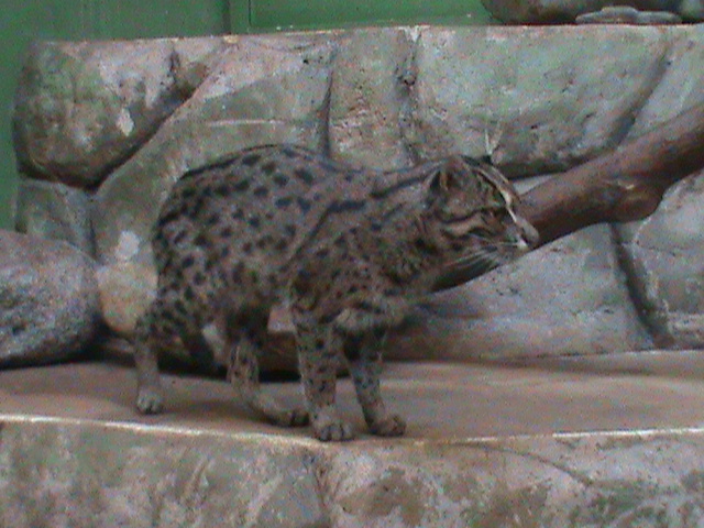 fishing cat 140911