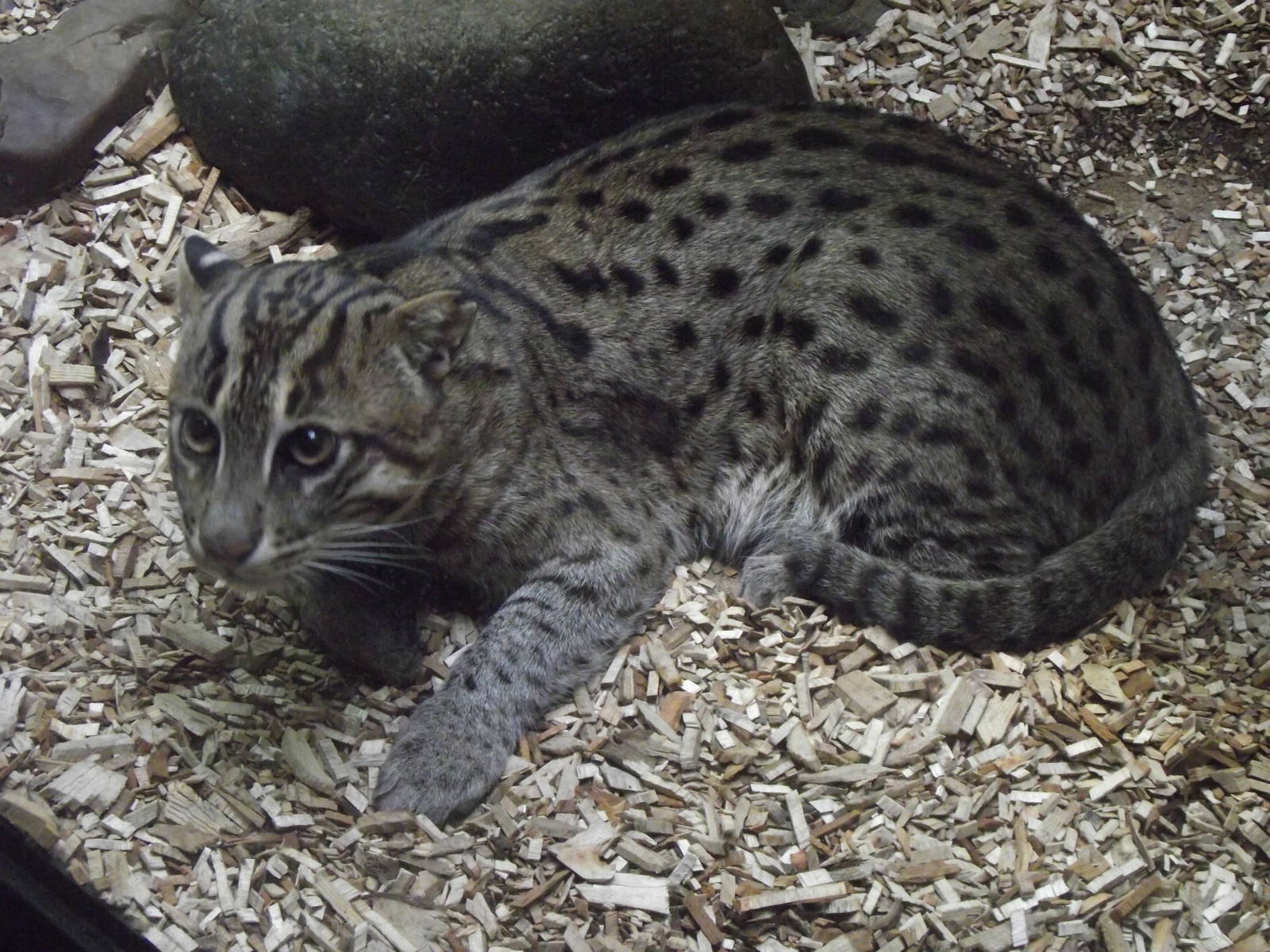 fishing cat 140911