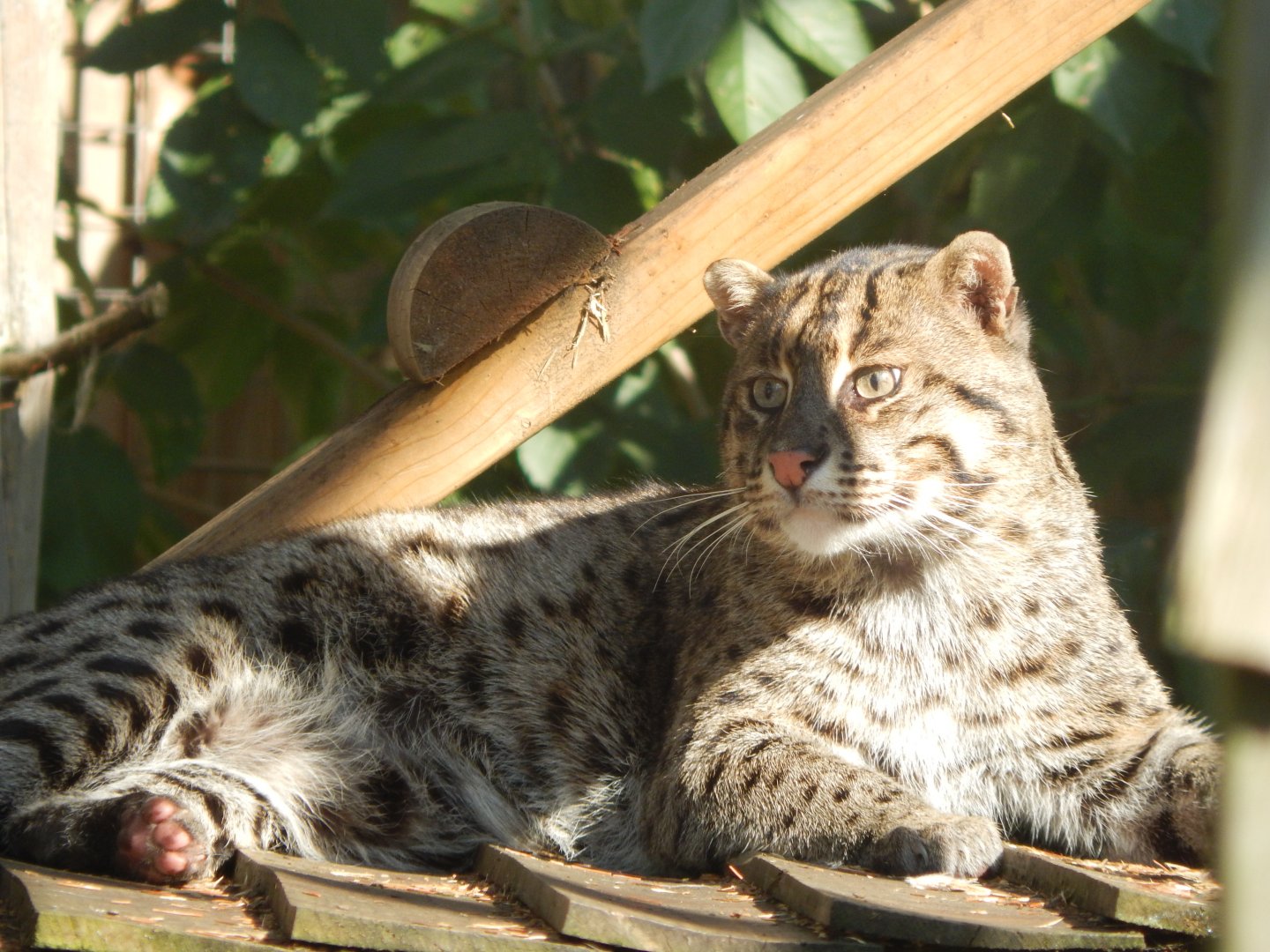 Fishing cat 160921