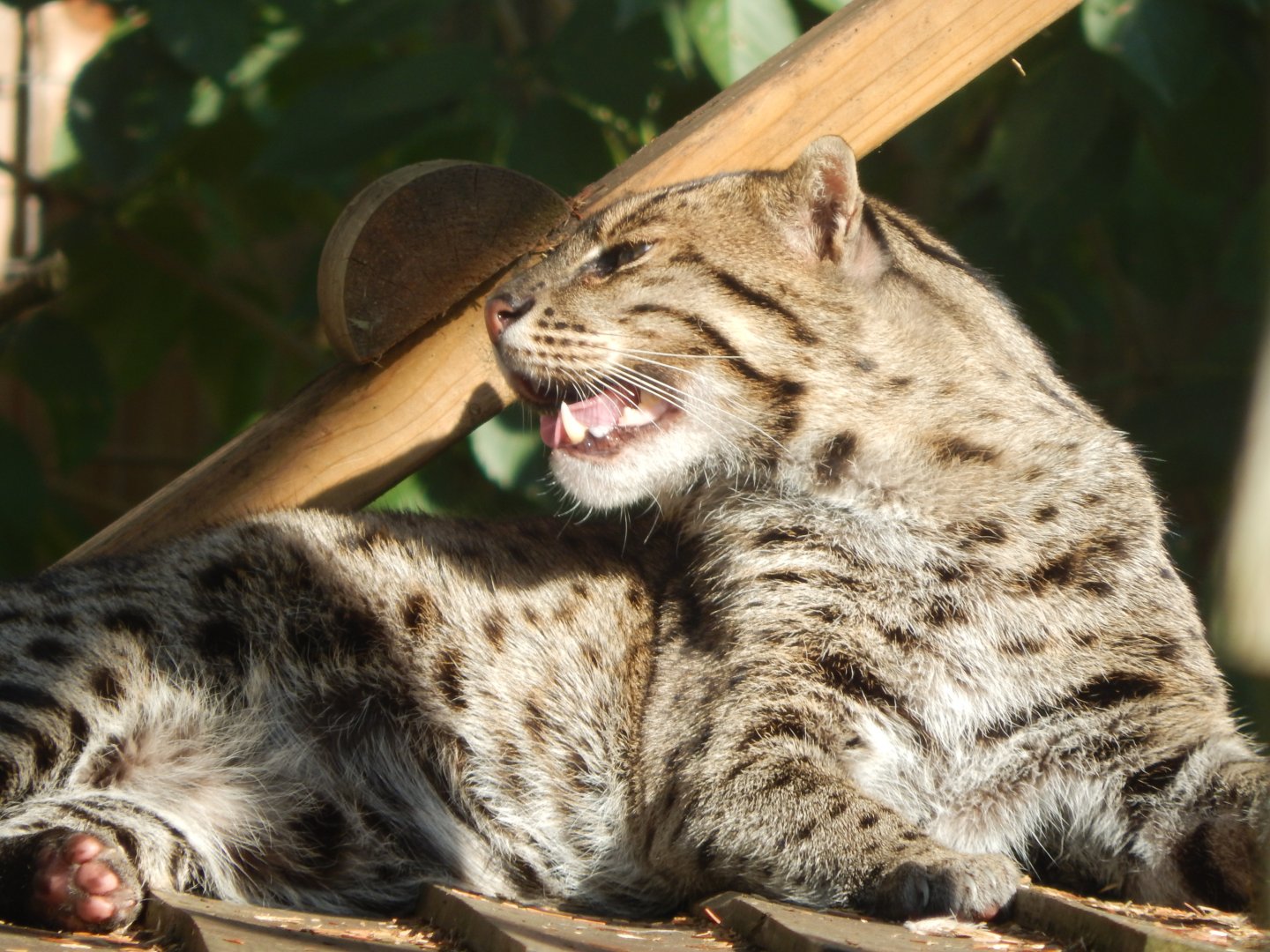 Fishing cat 160921