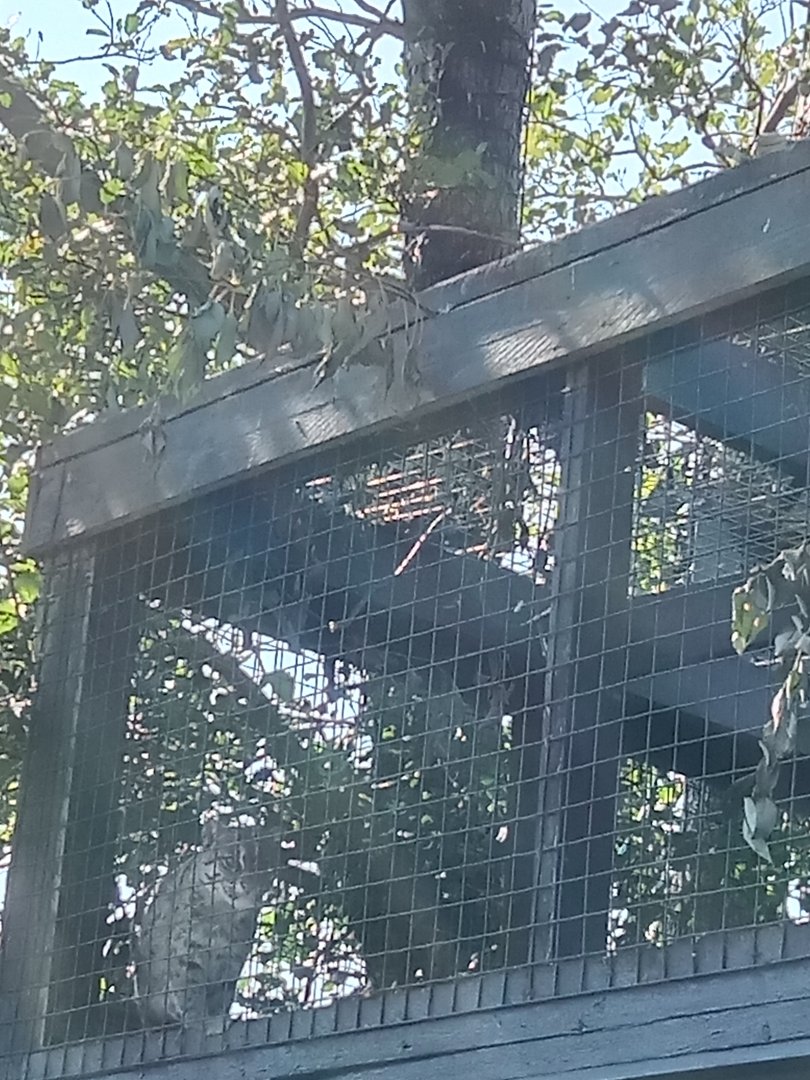 Fishing Cat, 17.8.25