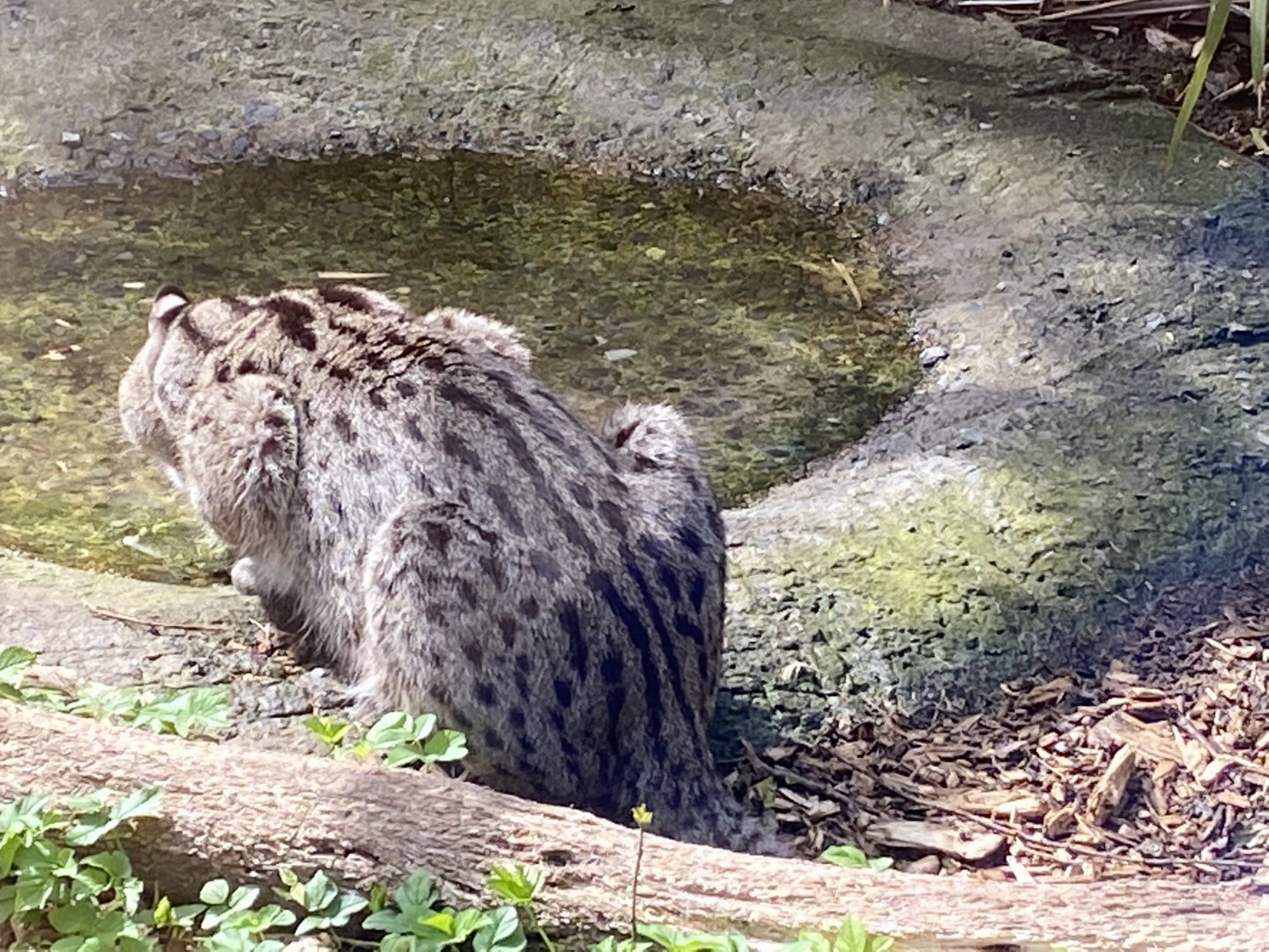 Fishing cat 190422