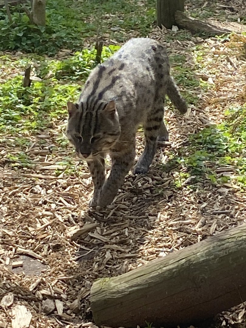 Fishing cat 190422
