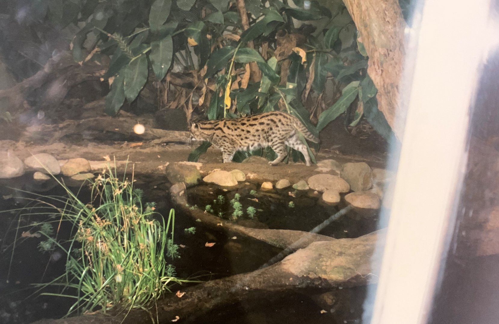 Fishing Cat (1996)
