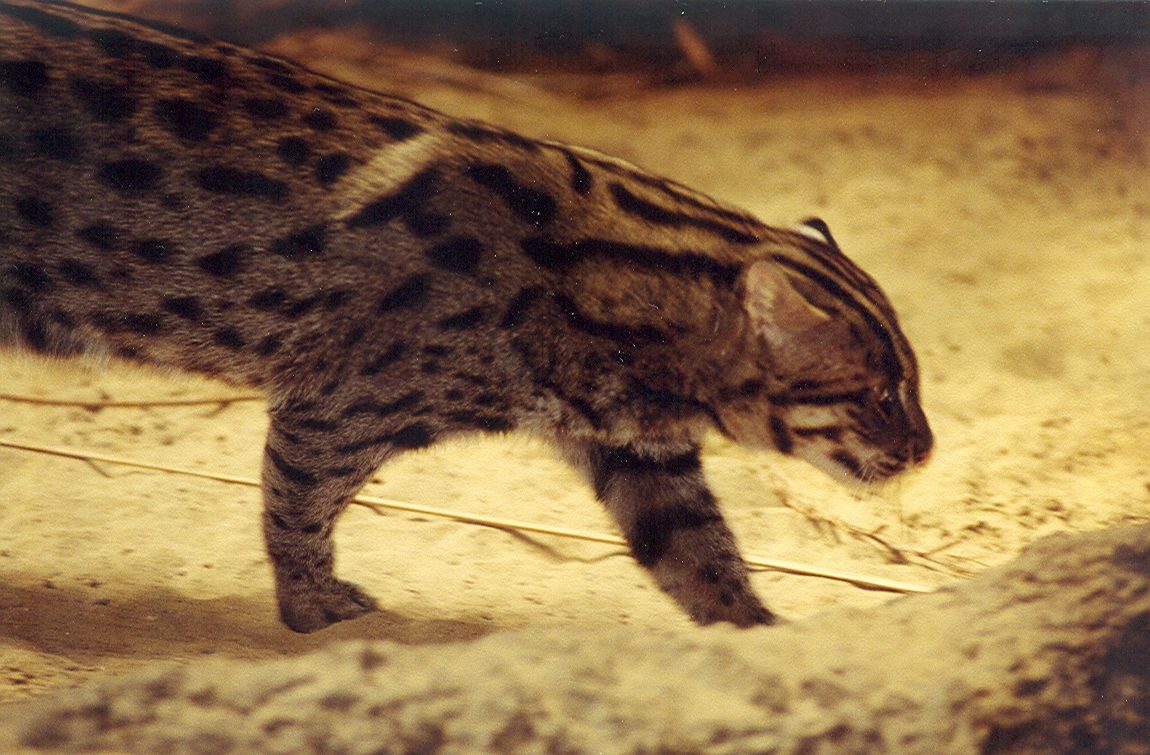 Fishing Cat - 1999