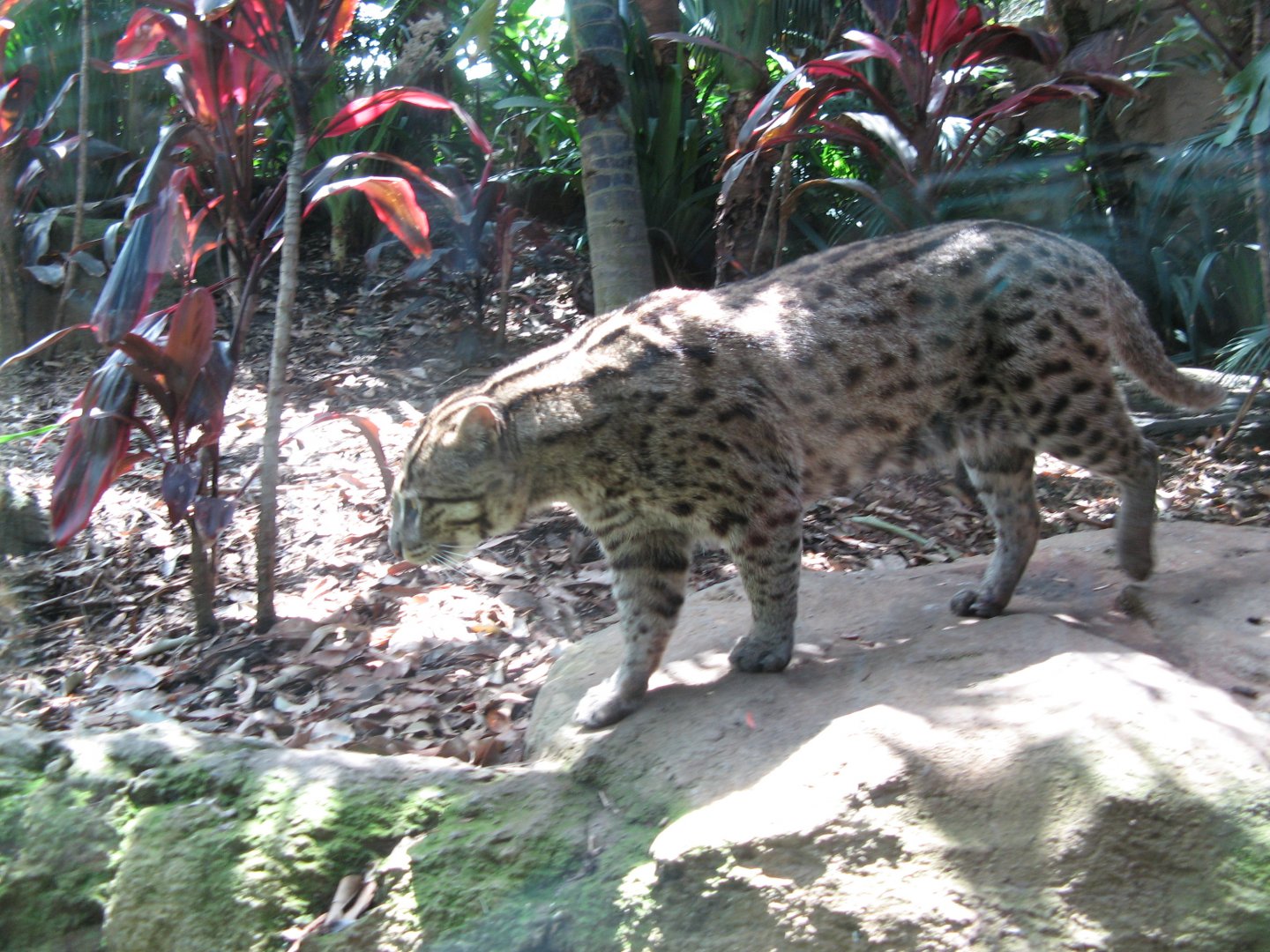 Fishing Cat (2008)