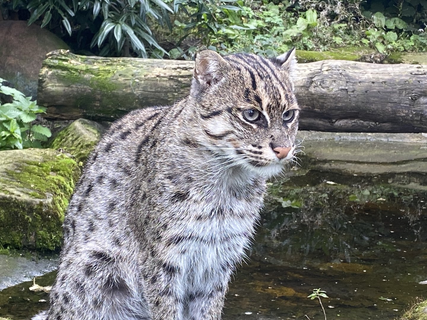 Fishing cat 200922