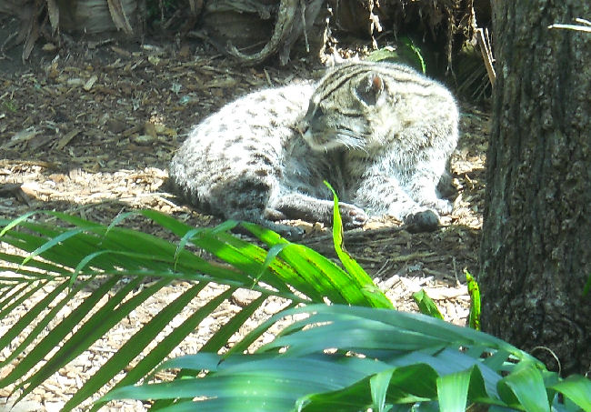 Fishing Cat 2010