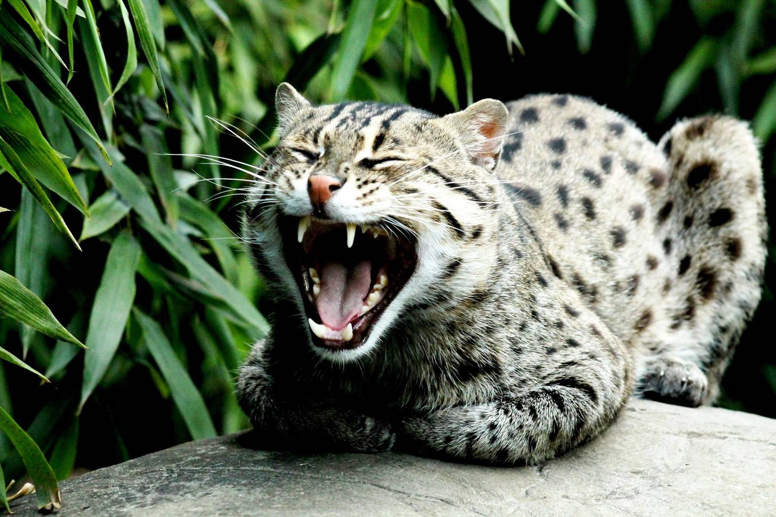 Fishing Cat - 21st June 2015