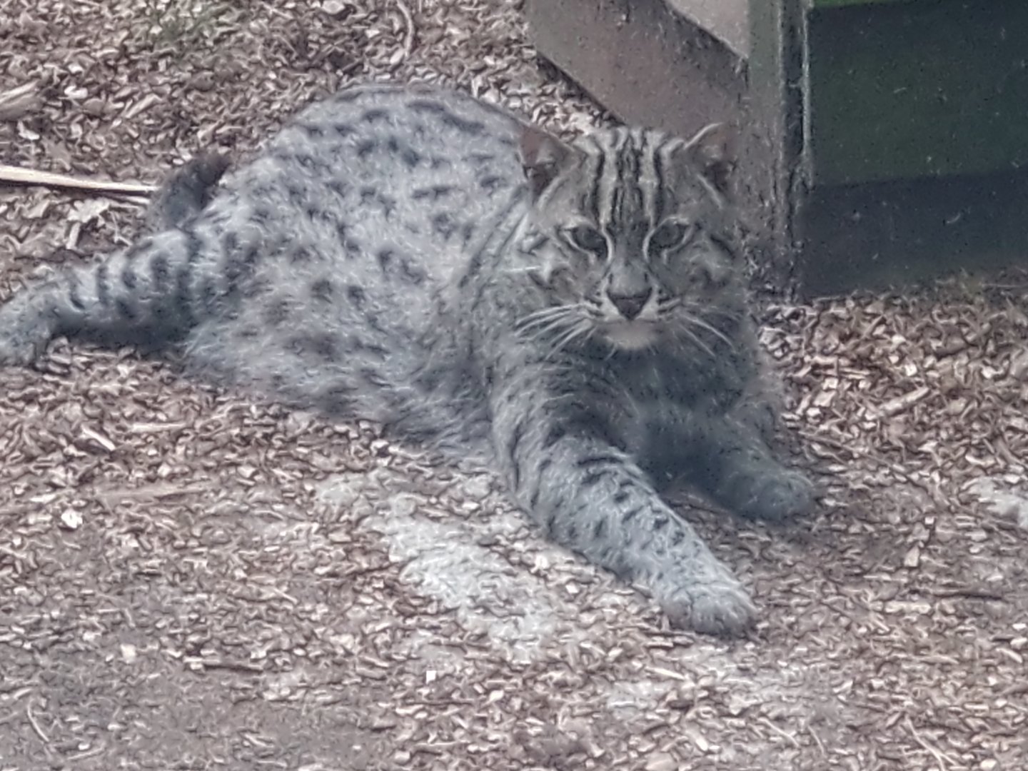 Fishing Cat 27/6/23