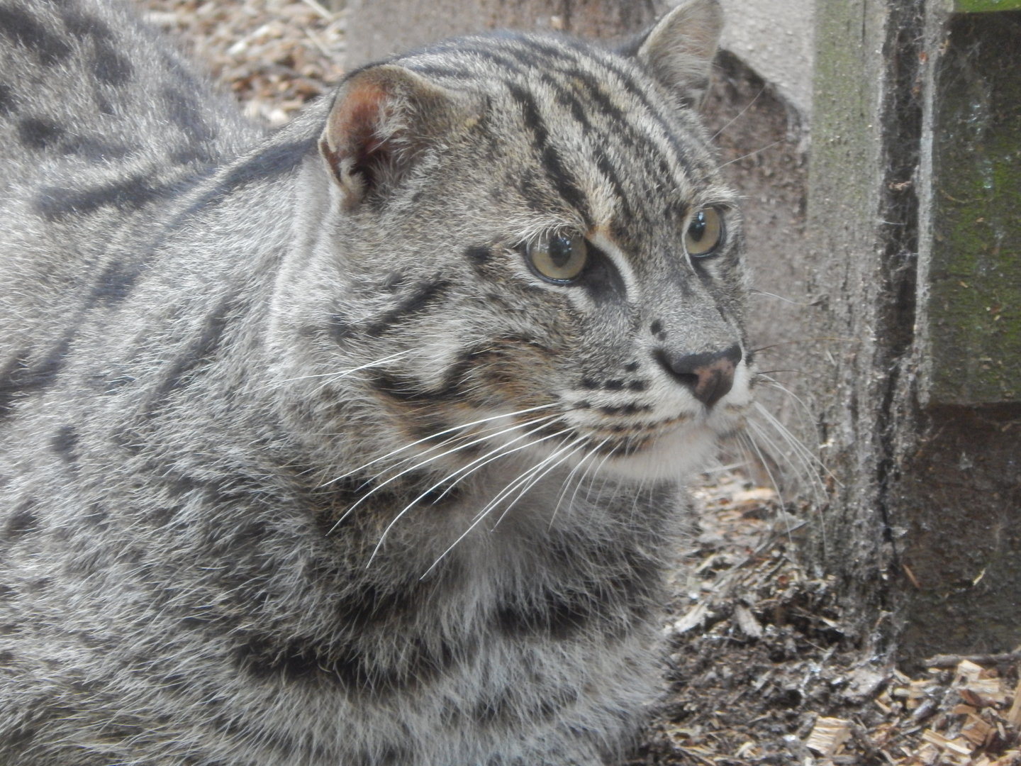 Fishing cat 300623