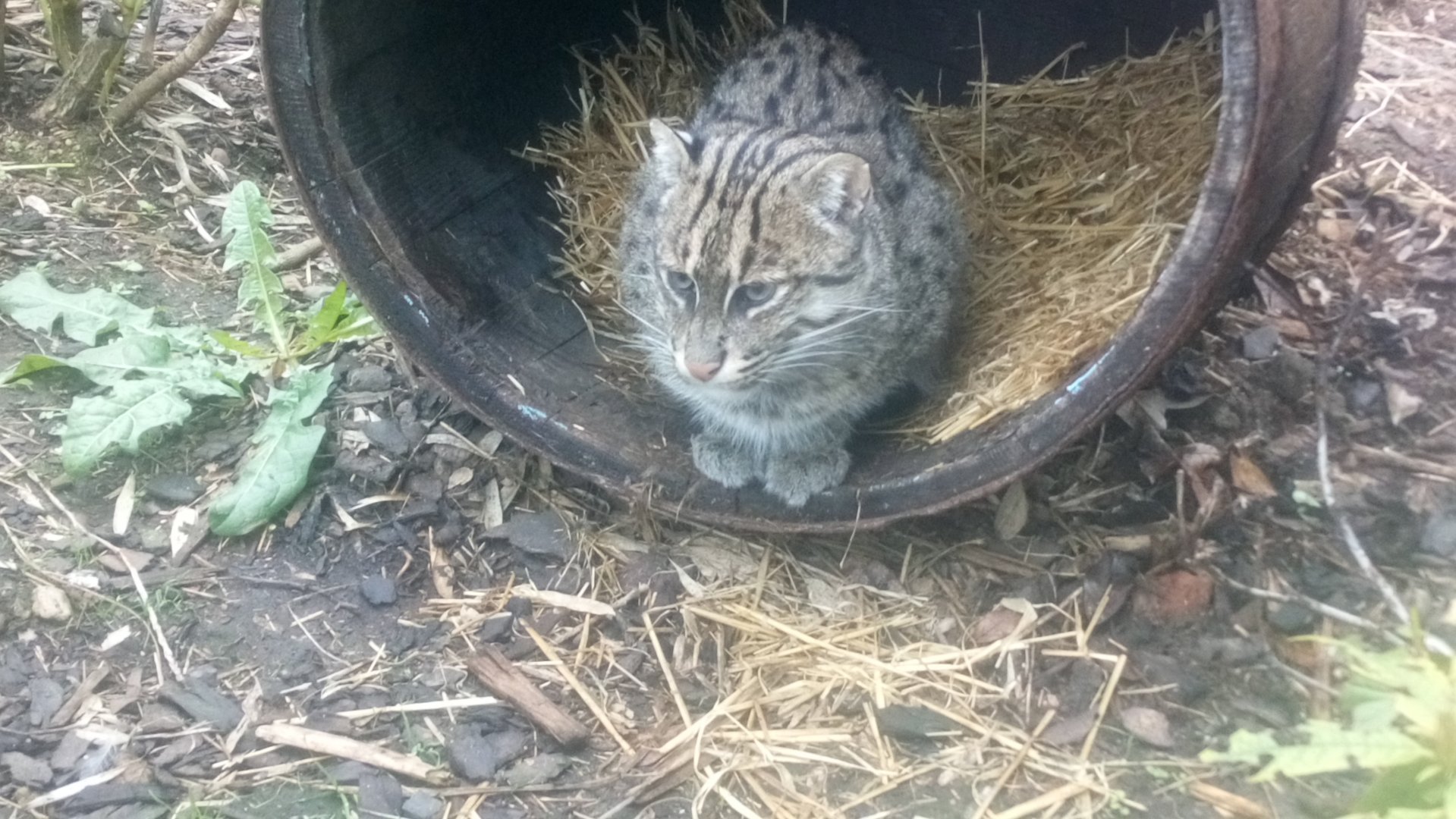Fishing Cat 4/9/21