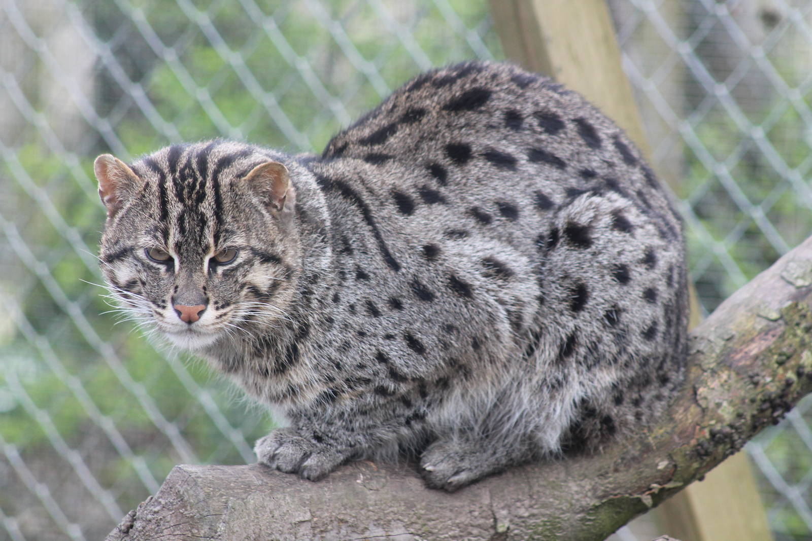 Fishing Cat - 4th May 2013