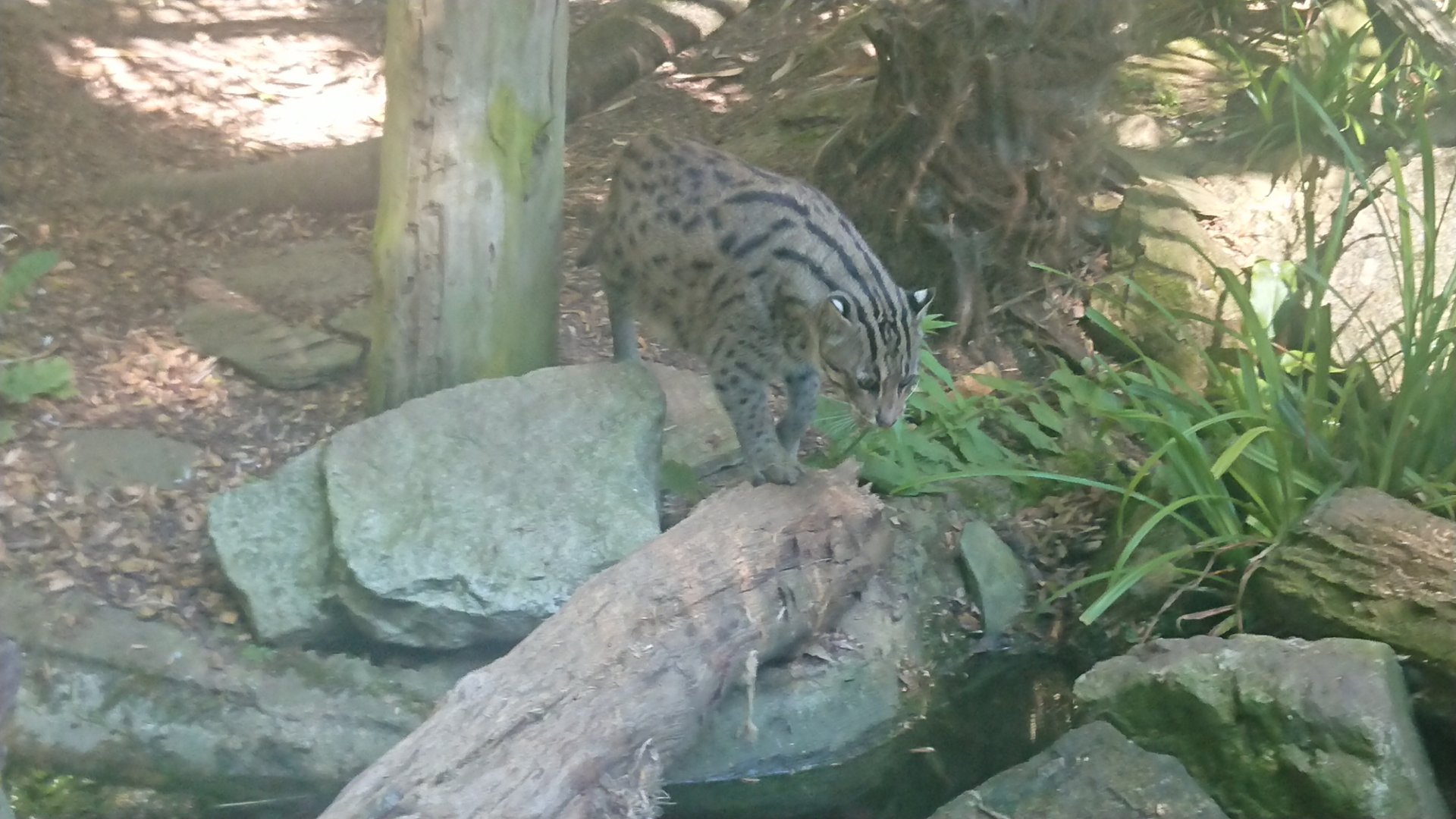 Fishing Cat 9/7/19