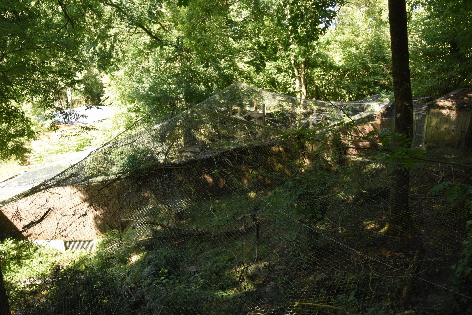 Fishing Cat and Binturong enclosures from above
