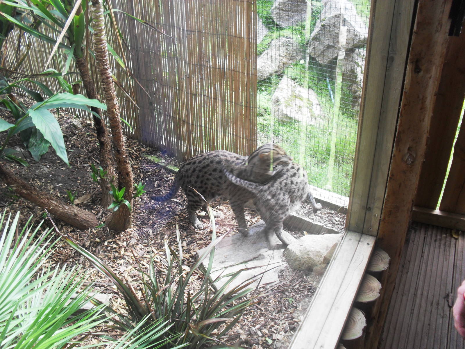 Fishing cat and kitten