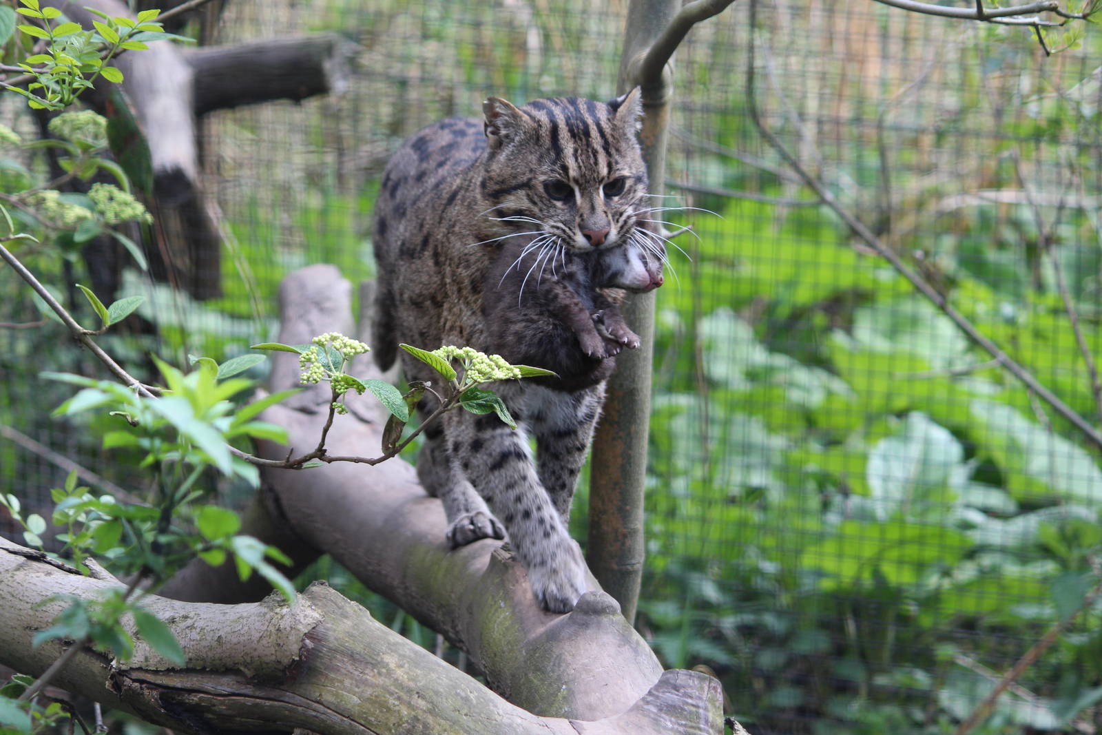 Fishing cat, April 2014